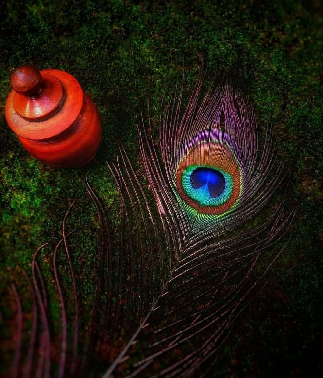 Peacock Feather 桌布 壁紙 — 一根鮮豔的孔雀羽毛，帶有虹彩藍綠色和金色的眼睛，放在苔蘚表面的陶盆旁邊。