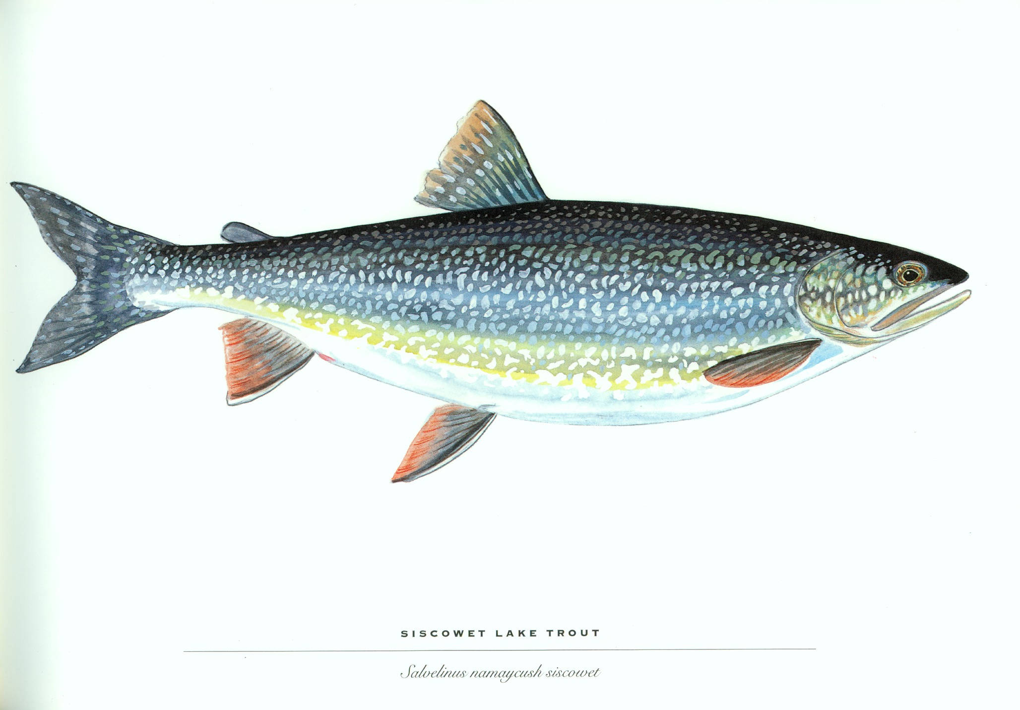 魚 桌布 壁紙 — 一條Siscowet湖鱒魚的詳細插圖，帶有斑點銀色身體和橙色魚鰭，背景為純白色。