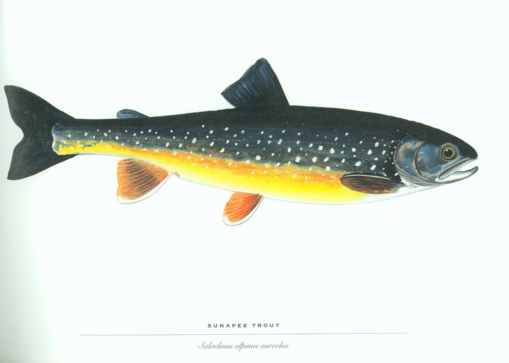 魚 桌布 壁紙 — 一條Sunapee鱒魚的詳細插圖，黑色身體帶有白色斑點和橙色魚鰭，背景為純白色。
