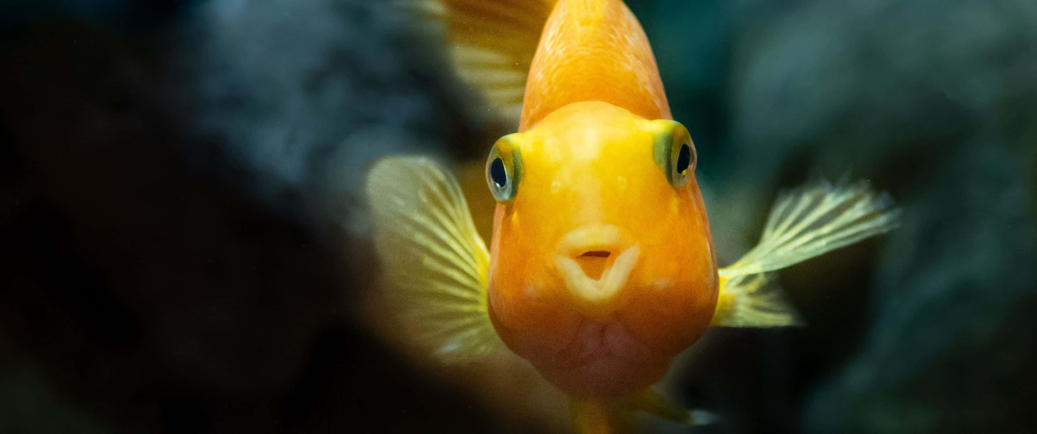 動物 桌布 壁紙 — 一條亮橙色大眼魚在黑暗水中游動的特寫，魚鰭精緻。