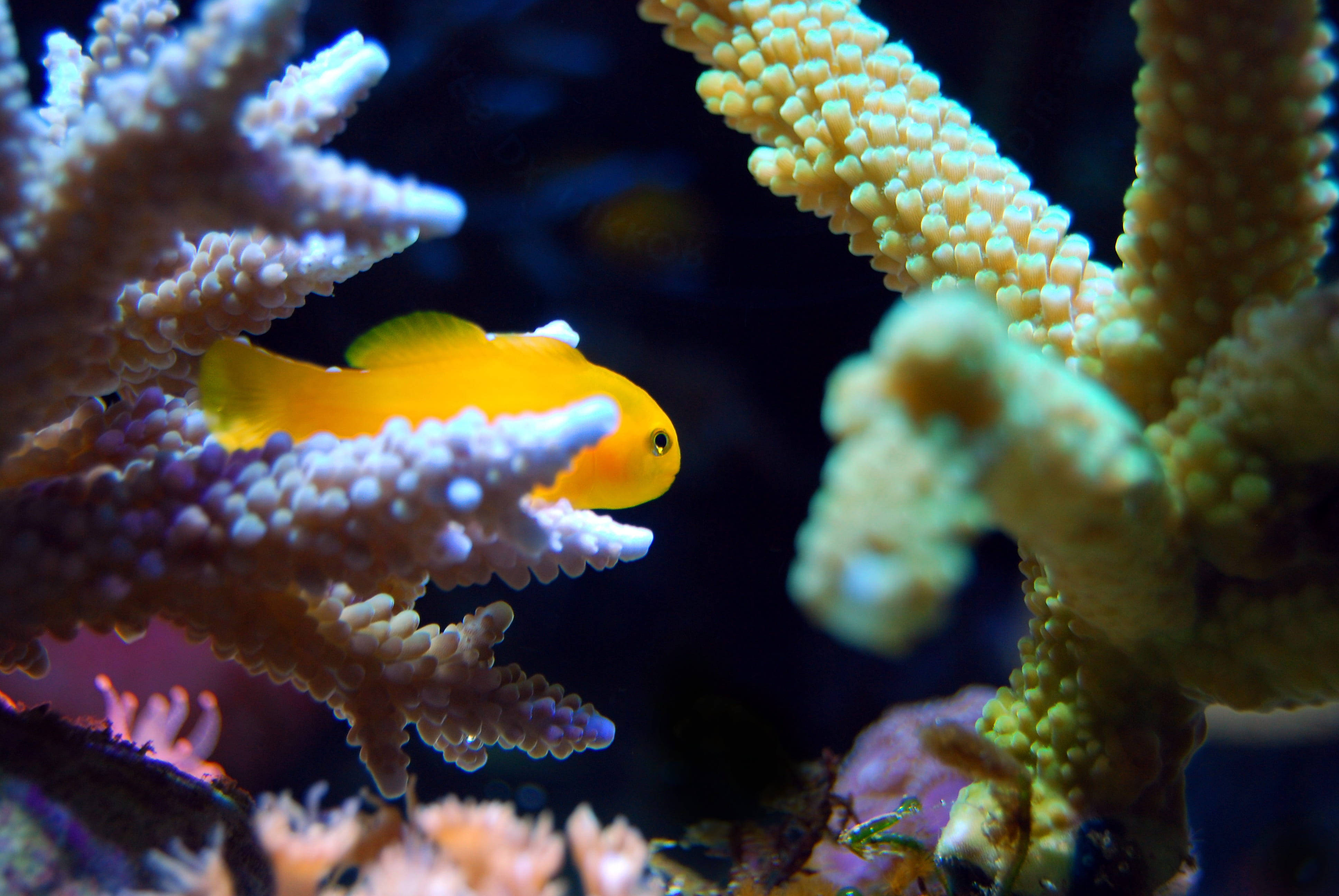 Aquarium 桌布 壁紙 — 一條亮橙色的小丑魚在色彩繽紛的水下場景中，優雅地在充滿活力的珊瑚群中游動。