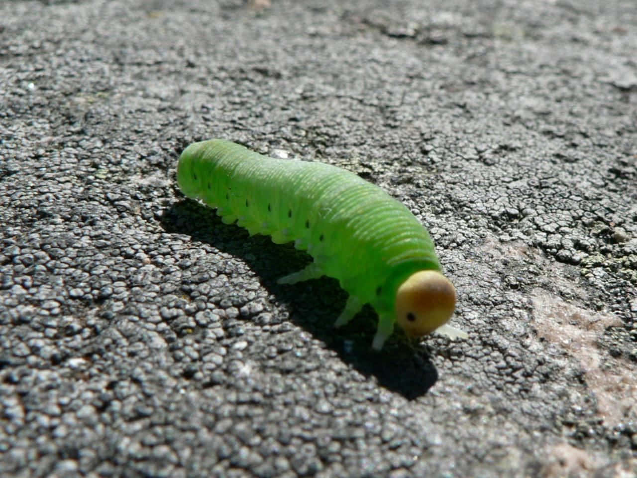 Caterpillar Insect 桌布 壁紙 — 一條亮綠色的毛蟲，頭部呈棕褐色，在直射陽光下爬過有紋理的灰色瀝青路面。