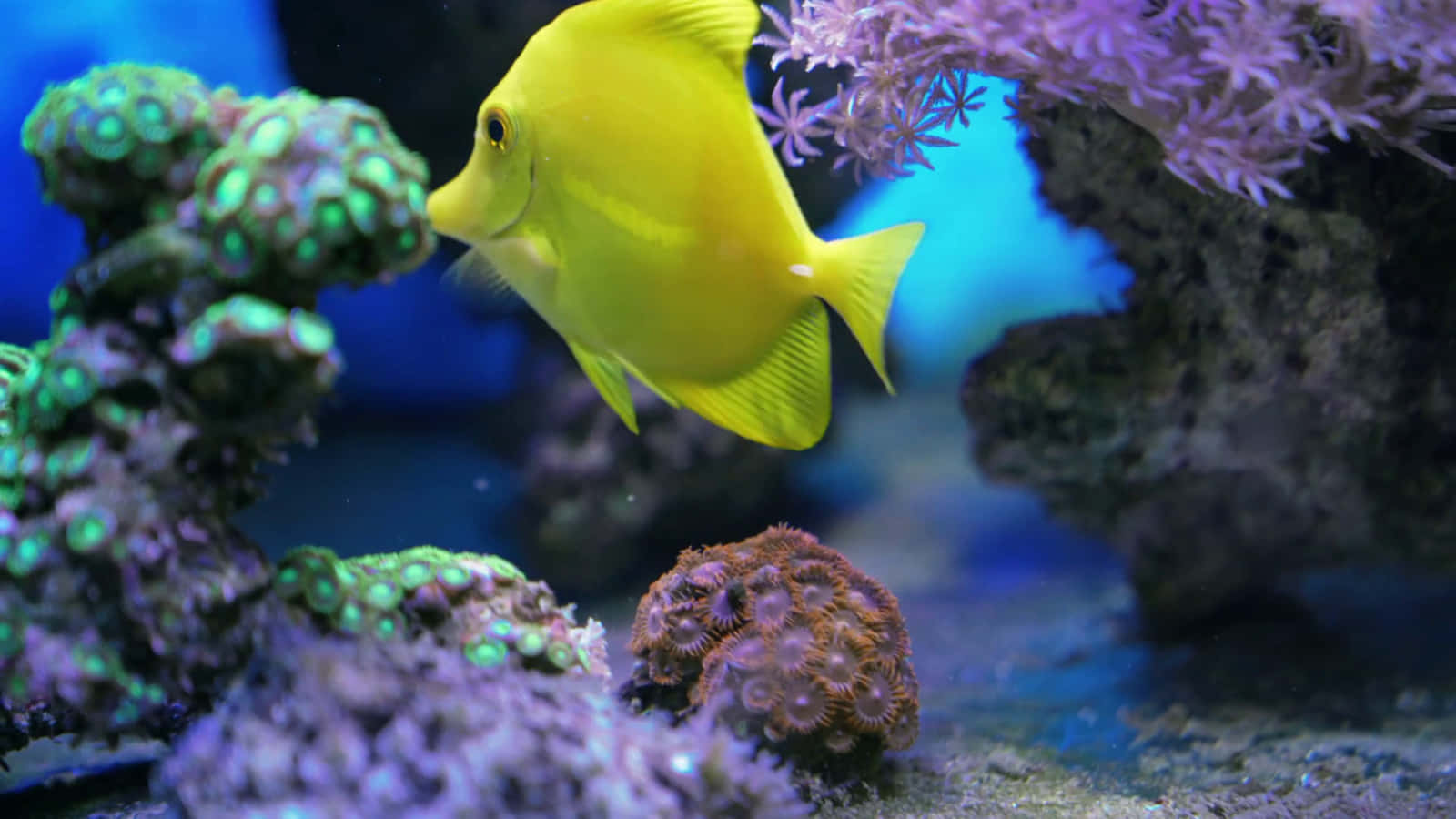 魚 桌布 壁紙 — 一條亮黃色的刺尾魚在色彩繽紛的珊瑚群中優雅地游動，水族箱燈光明亮。