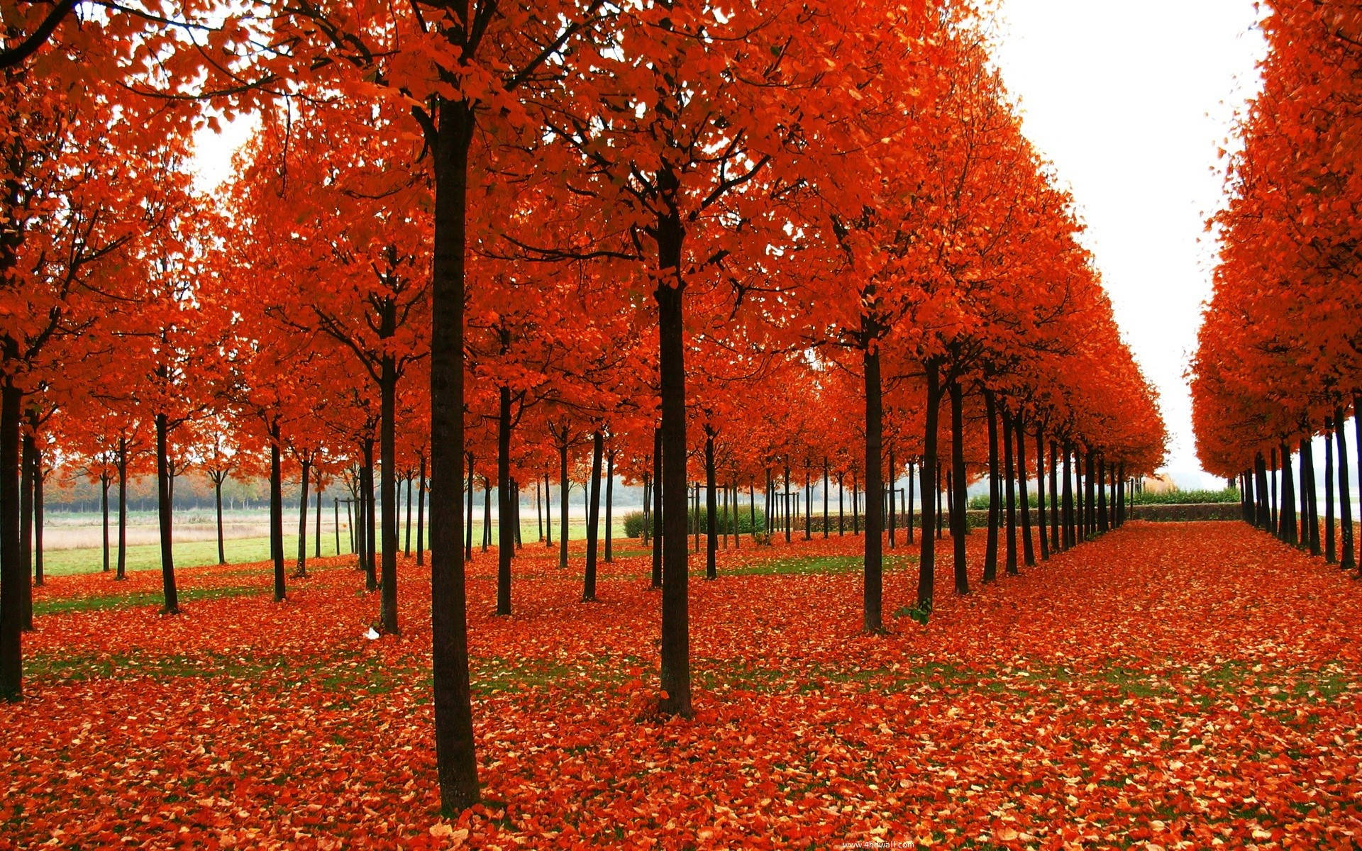 Autumn Season 桌布 壁紙 — 一條令人驚嘆的小徑，兩旁種滿了鮮豔的橙色樹木和落葉，天空多雲。