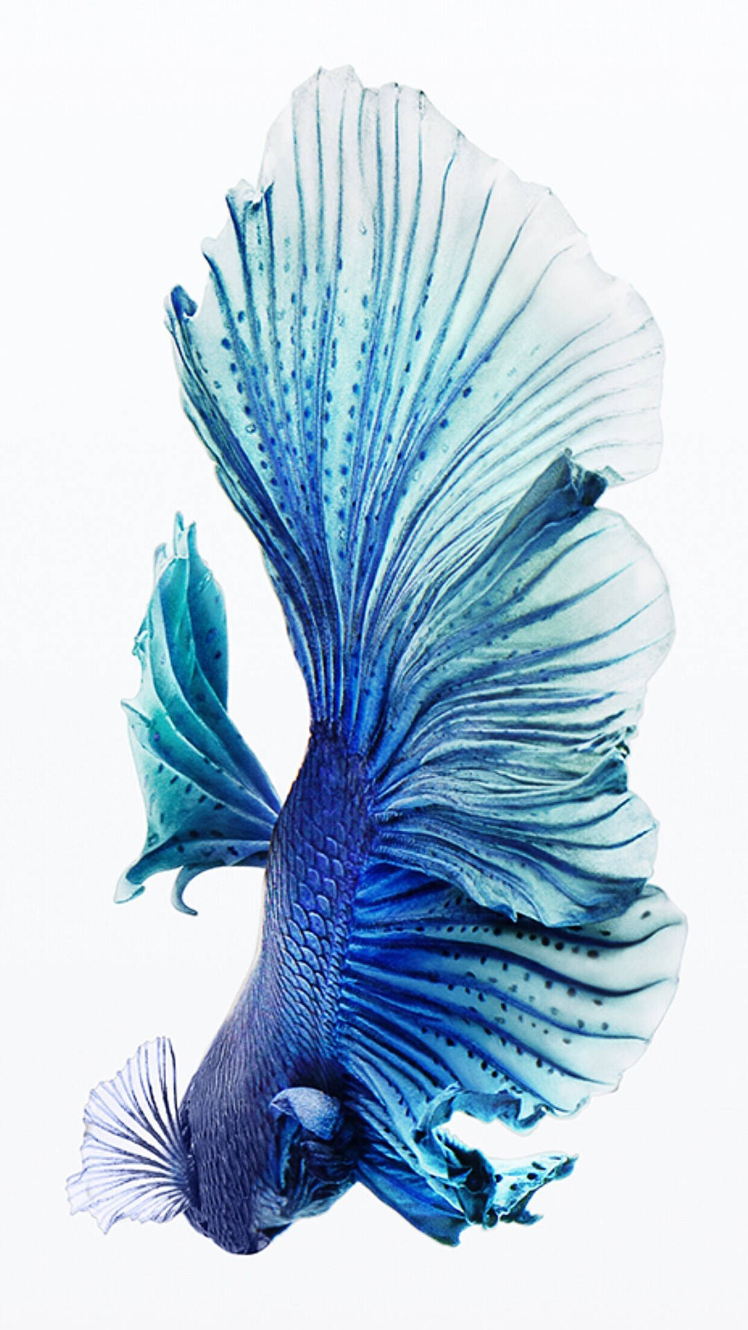 動物 桌布 壁紙 — 一條令人驚嘆的藍色鬥魚，擁有流暢的魚鰭和精緻的圖案，在純白色背景上優雅地游動。