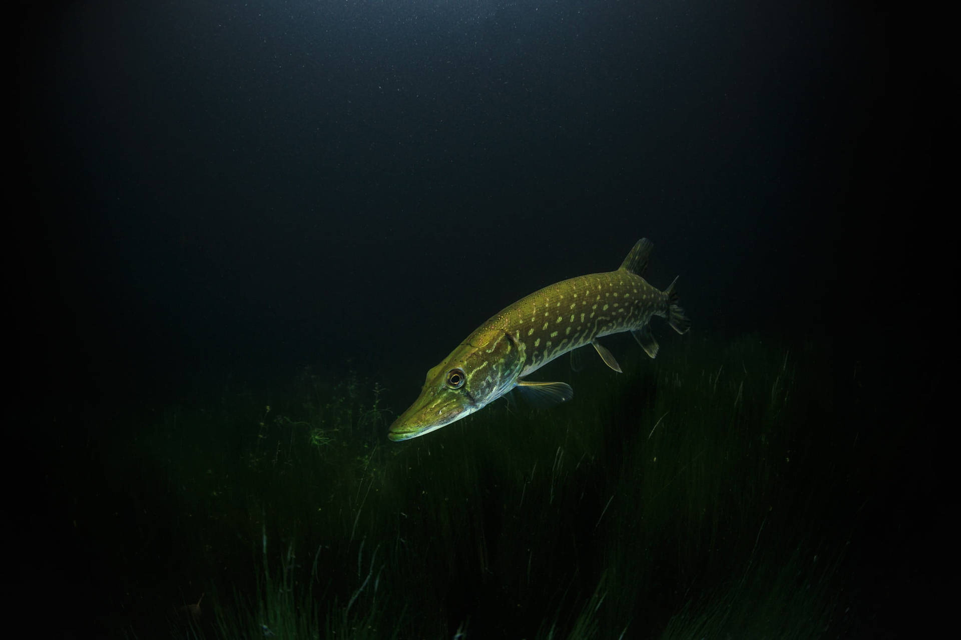 一條白斑狗魚在黑暗的水中游動，上方是綠草，帶有聚光燈效果。 — 水下動畫 壁紙