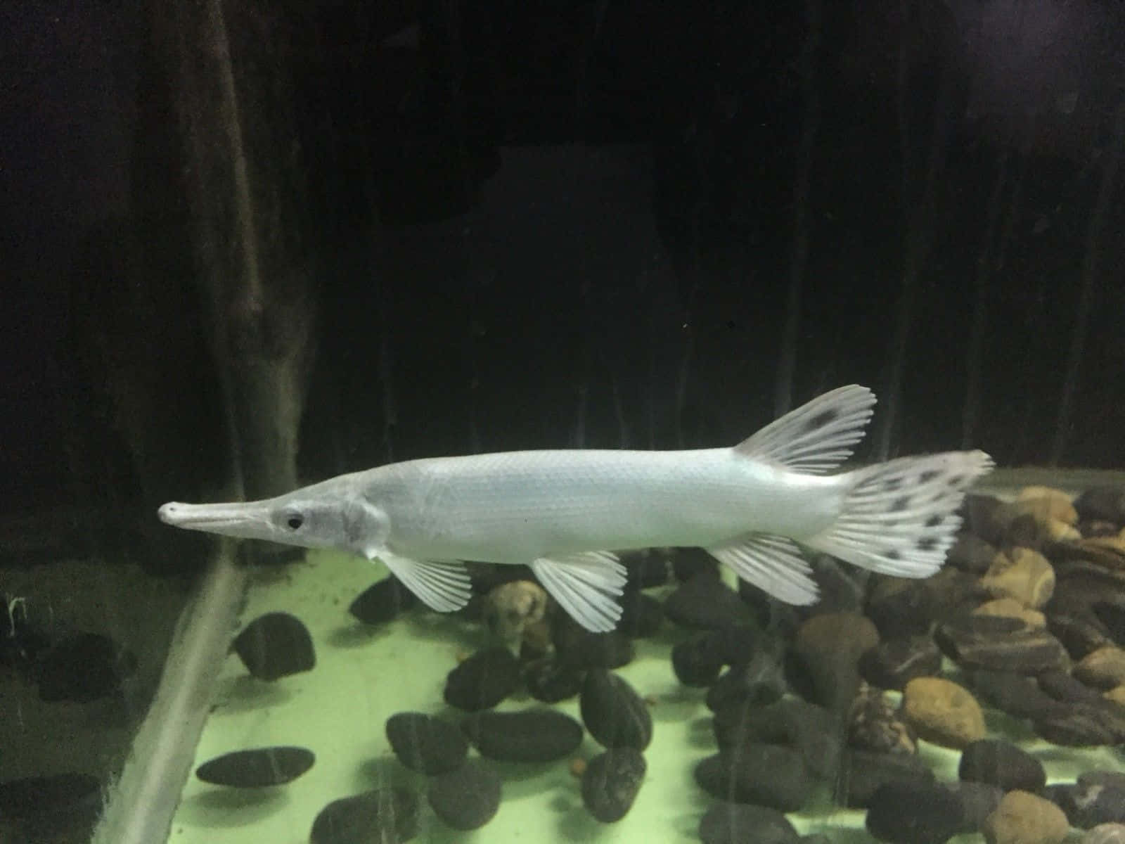 Gar Fish 桌布 壁紙 — 一條修長的銀色雀鱔在昏暗的水族箱中，優雅地在深淺不一的河石上游動。