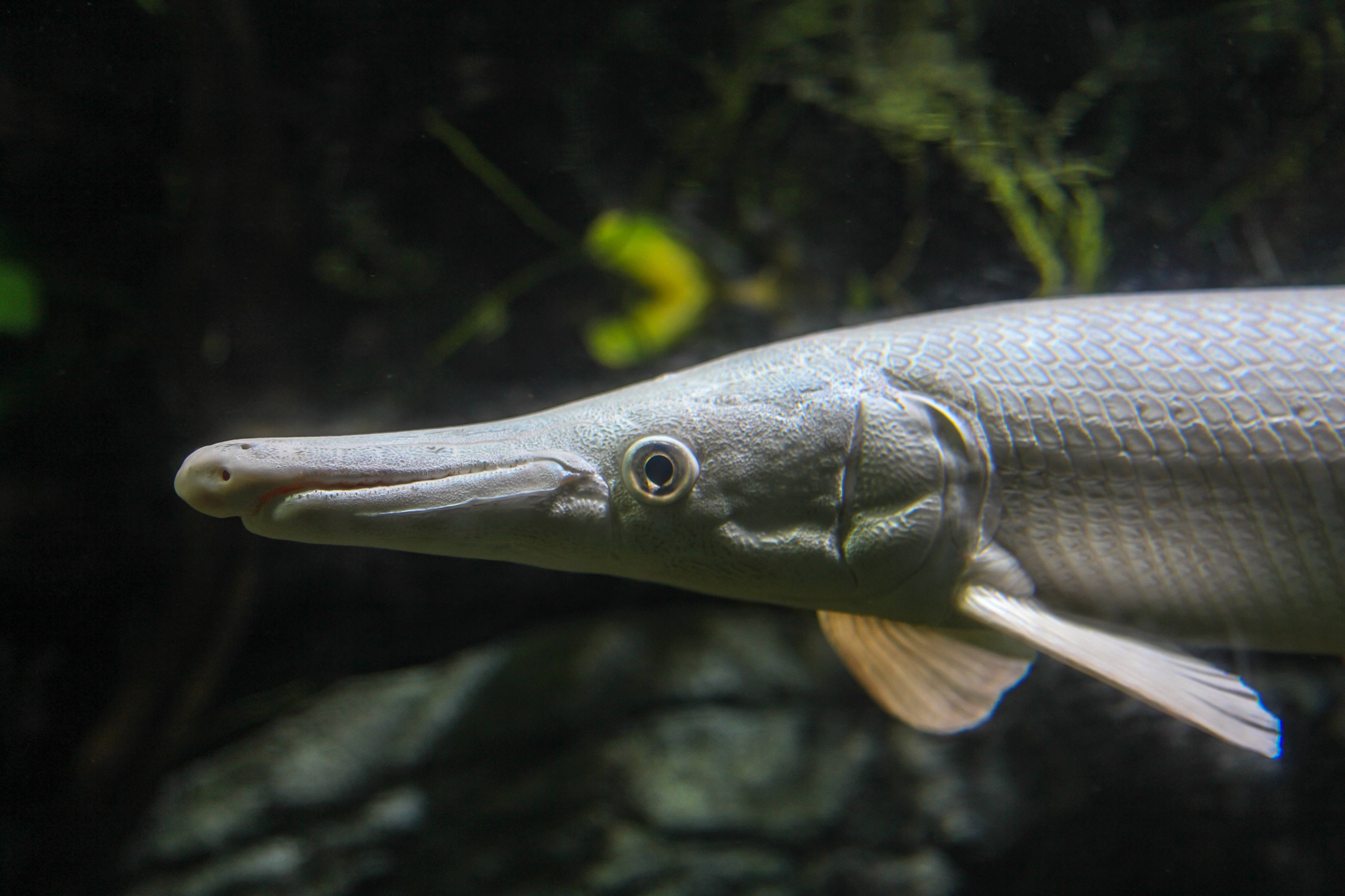 魚 桌布 壁紙 — 一條修長的雀鱔魚在黑暗的水中優雅地游動的特寫，背景有隱約的綠色水生植物。