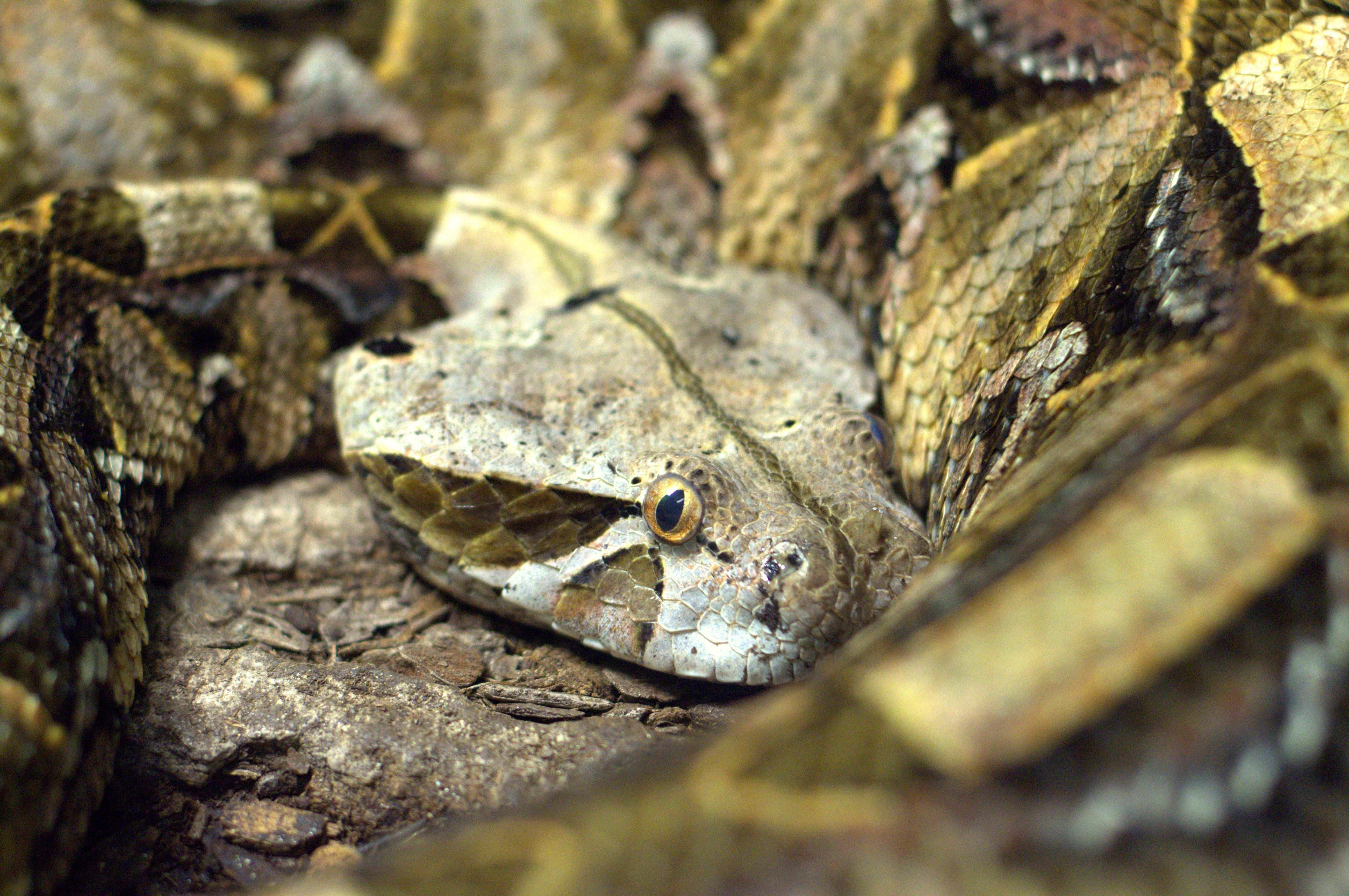 reptile 桌布 壁紙 — 一條偽裝的毒蛇盤繞在乾葉和樹皮中的特寫，帶有強烈的金色眼睛。