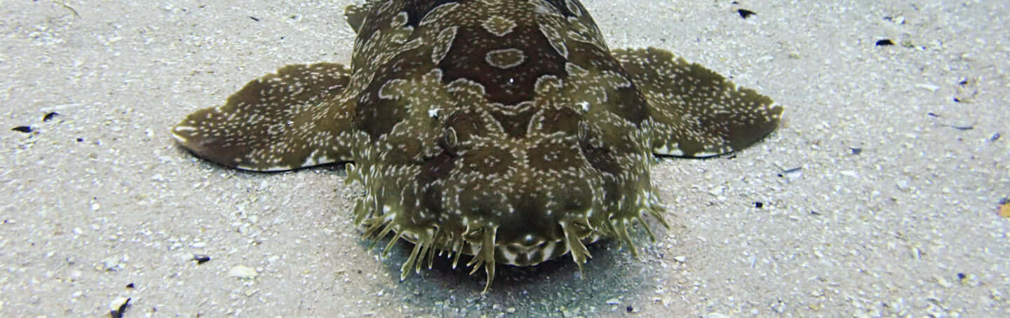 Wobbegong 桌布 壁紙 — 一條偽裝的鬚鯊在沙質海底靜止不動，帶有複雜的斑點圖案和流蘇狀的嘴巴。