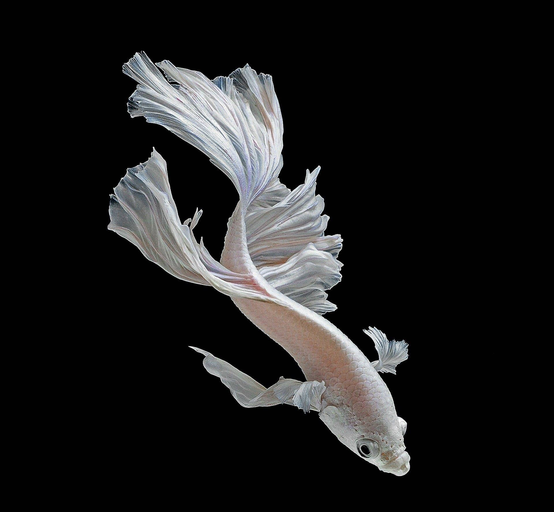 Betta Fish 桌布 壁紙 — 一條優雅的白鬥魚，魚鰭飄逸，在純黑背景中滑行。