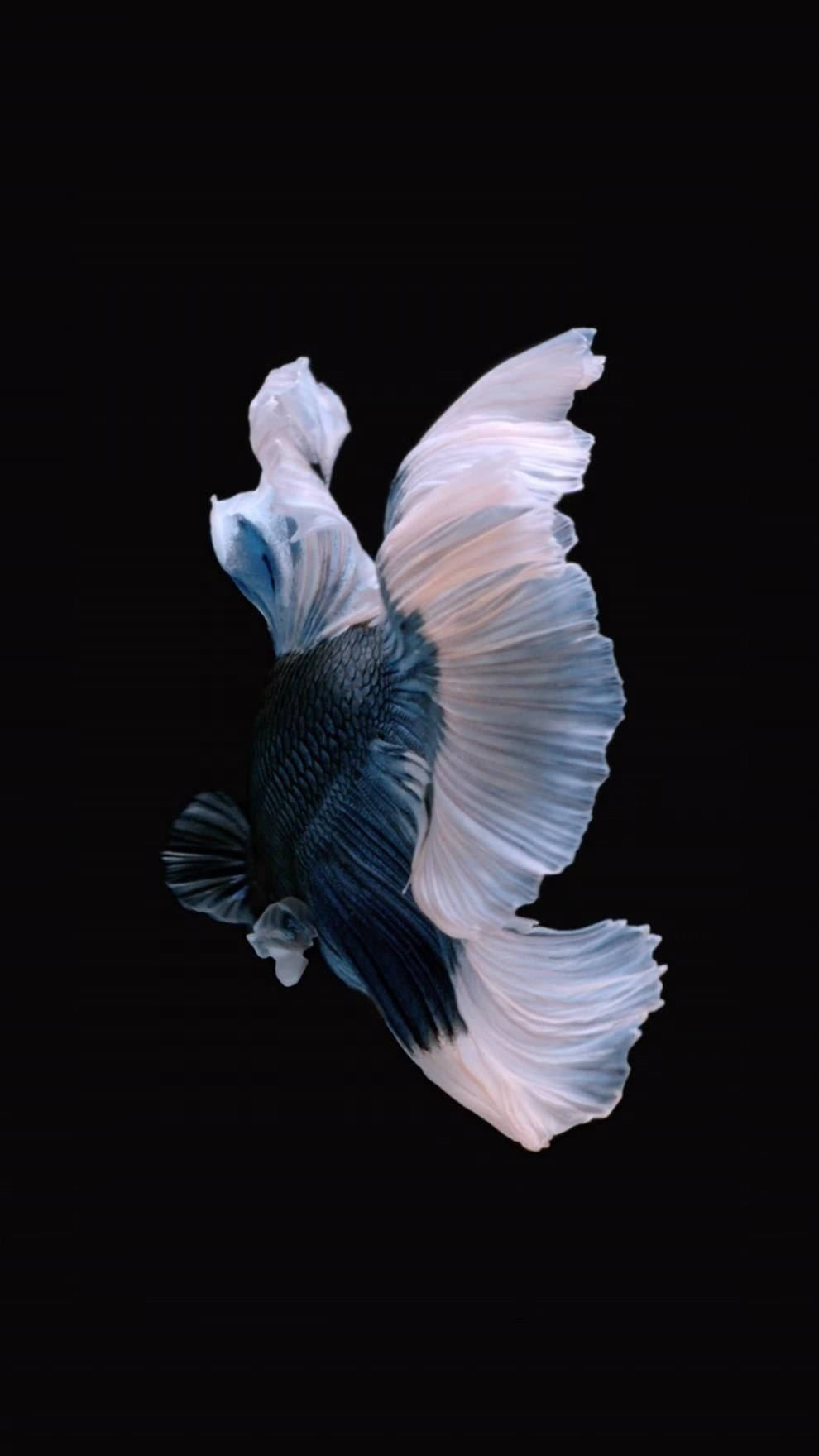 iPhone 動態 桌布 壁紙 — 一條優雅的鬥魚，帶有流動的白色和藍色魚鰭，在純黑背景中滑行。