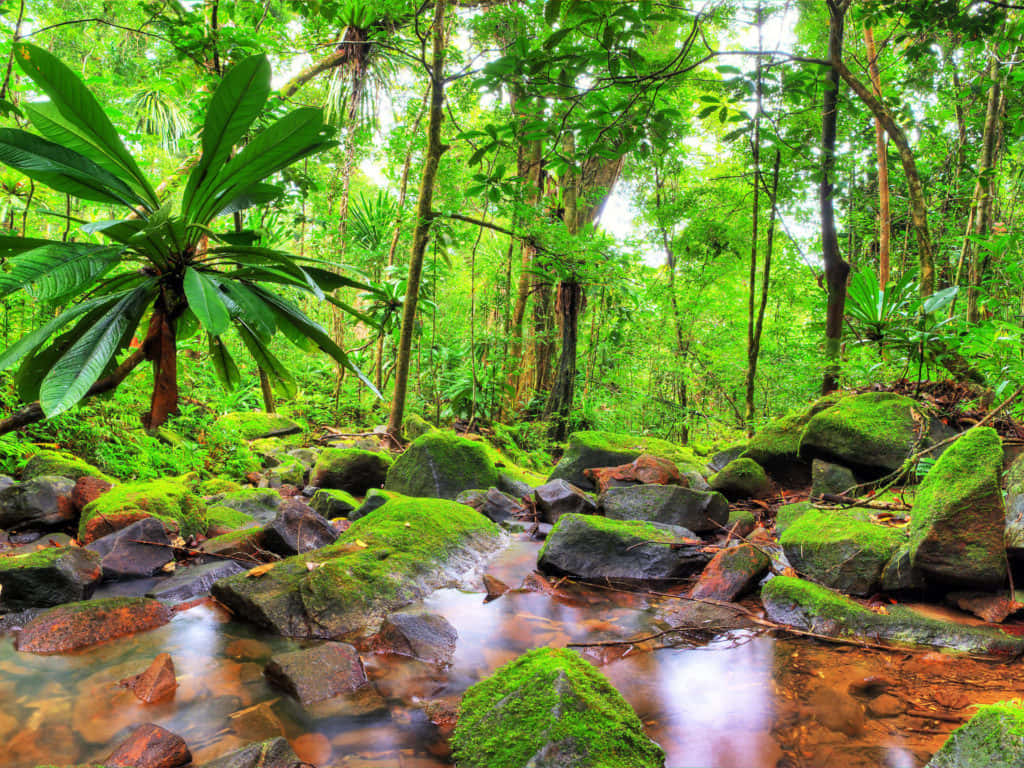 Forest Desktop 桌布 壁紙 — 一條充滿活力的叢林溪流流過長滿苔蘚的岩石，周圍是茂密的綠色樹葉和高聳的樹木。