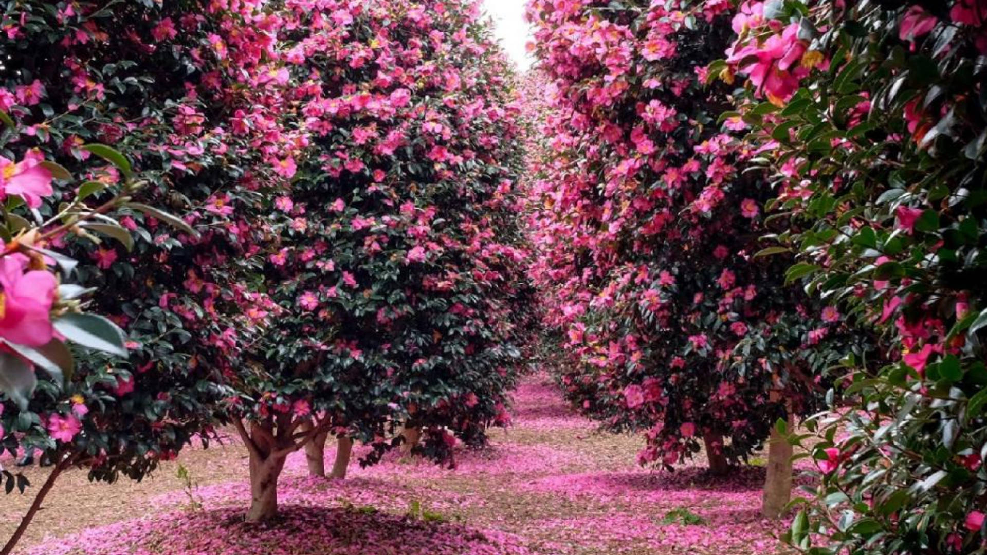 Camellia 桌布 壁紙 — 一條充滿活力的小徑，兩旁盛開的粉紅色山茶花樹在頭頂拱起，花瓣鋪滿地面。