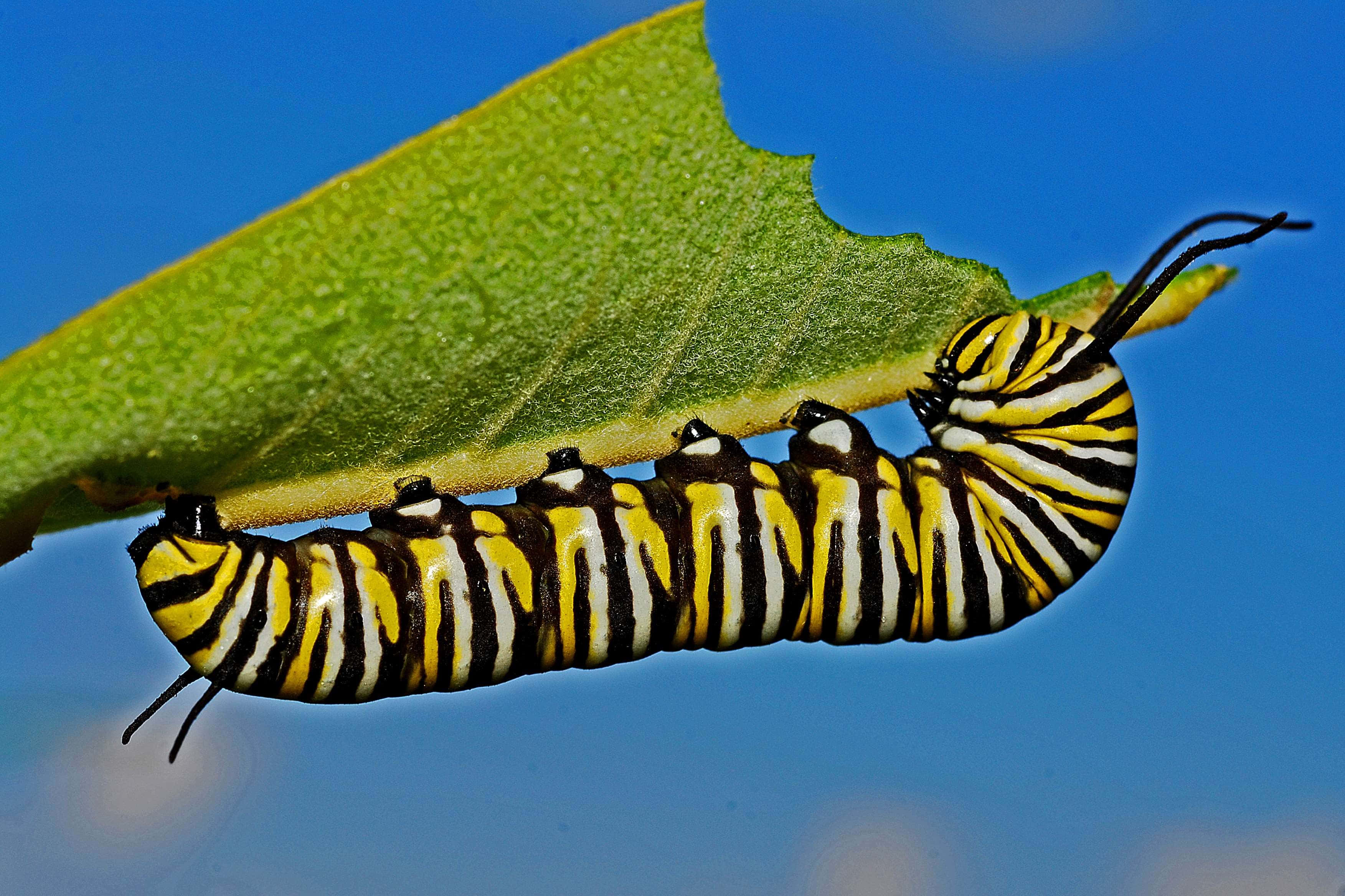 Caterpillar Insect 桌布 壁紙 — 一條充滿活力的帝王斑蝶幼蟲，帶有鮮明的黃、黑、白條紋，緊貼在一片綠葉上，背景是鮮豔的藍天。