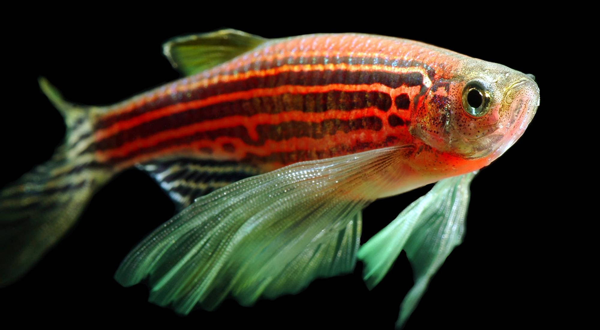 酷魚 桌布 壁紙 — 一條充滿活力的斑馬魚，帶有紅色條紋和半透明的綠色魚鰭，在漆黑的背景下游泳。
