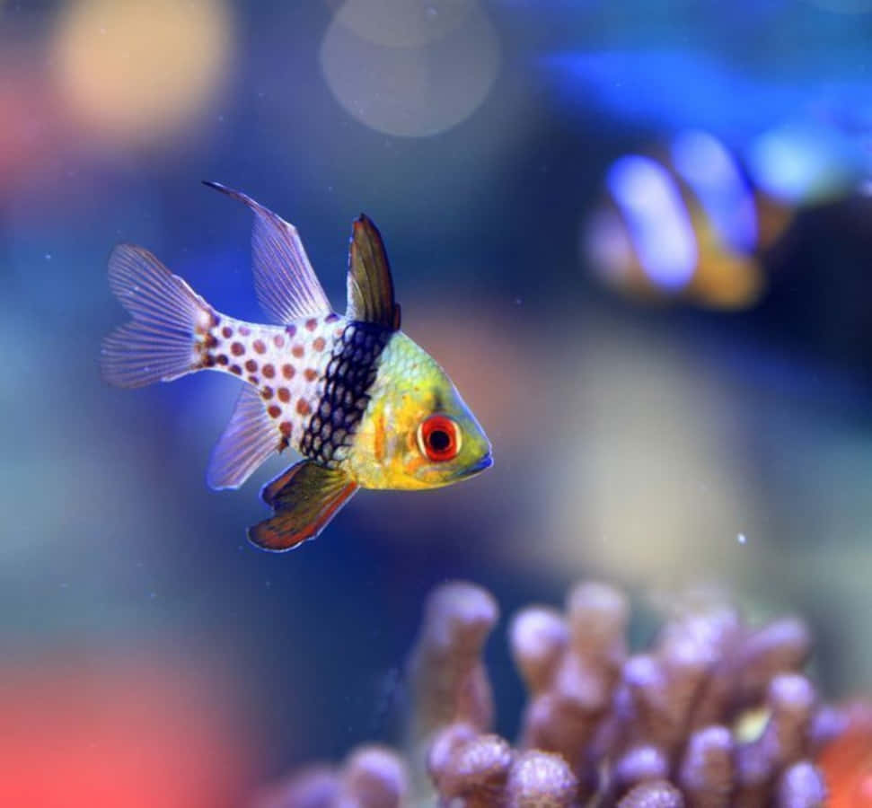 魚 桌布 壁紙 — 一條充滿活力的斑點天竺鯛在陽光照射的水下場景中優雅地游近珊瑚。