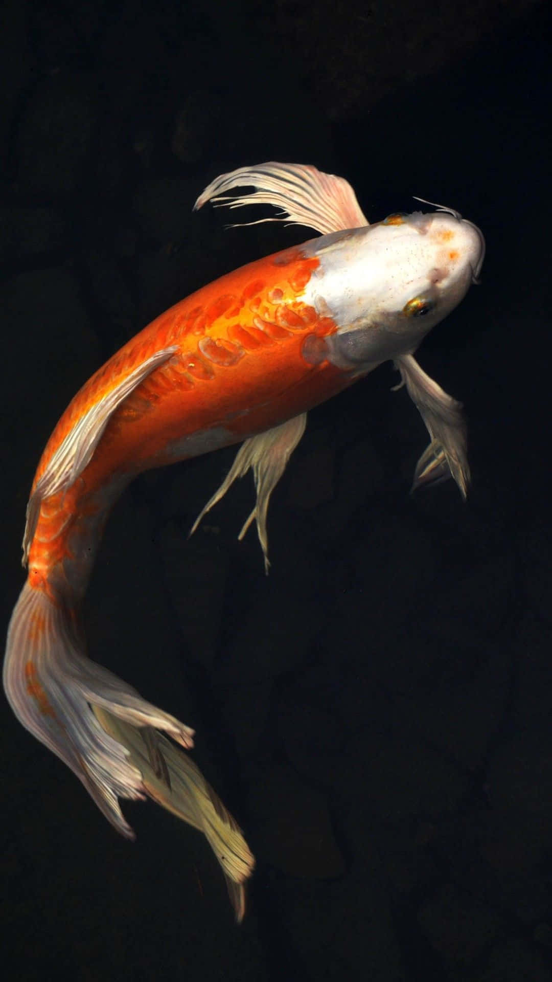 魚 桌布 壁紙 — 一條充滿活力的橙白色錦鯉在深黑色背景上優雅地滑行，柔和的光線凸顯其流動的鰭。