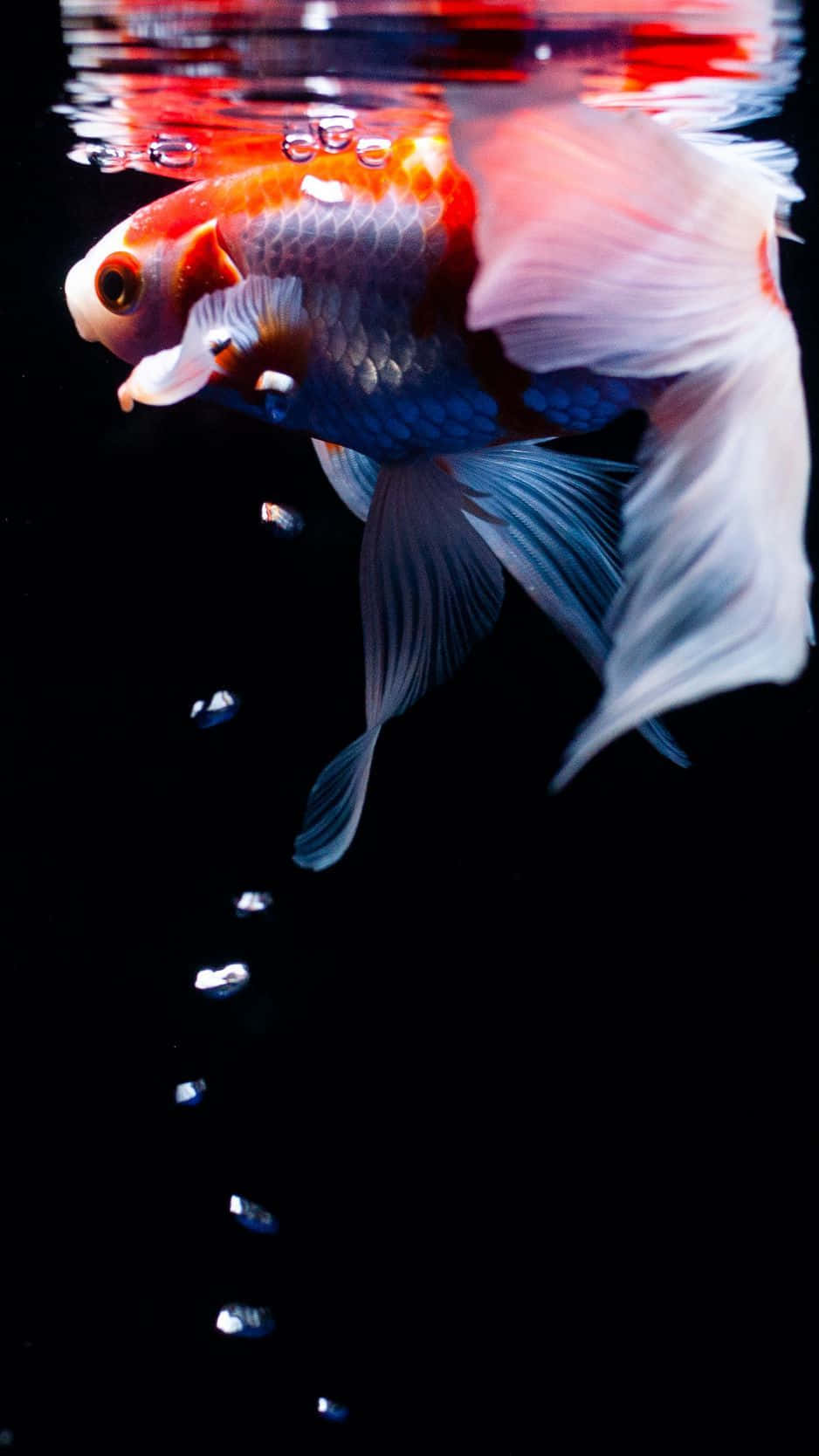 iPhone 桌布 壁紙 — 一條充滿活力的橙白色鬥魚在純黑色背景襯托下，伴隨著上升的氣泡，優雅地游近水面。