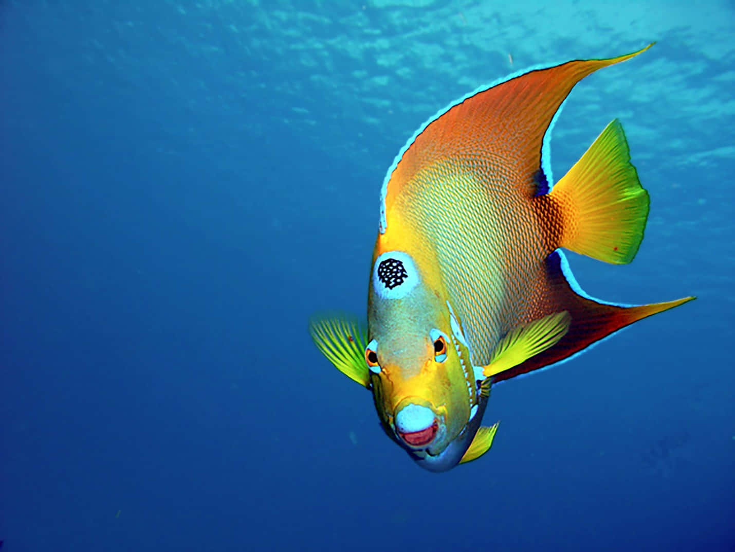 魚 桌布 壁紙 — 一條充滿活力的橙色和黃色神仙魚在清澈的藍色海水中優雅地游動，陽光從上方過濾而下。