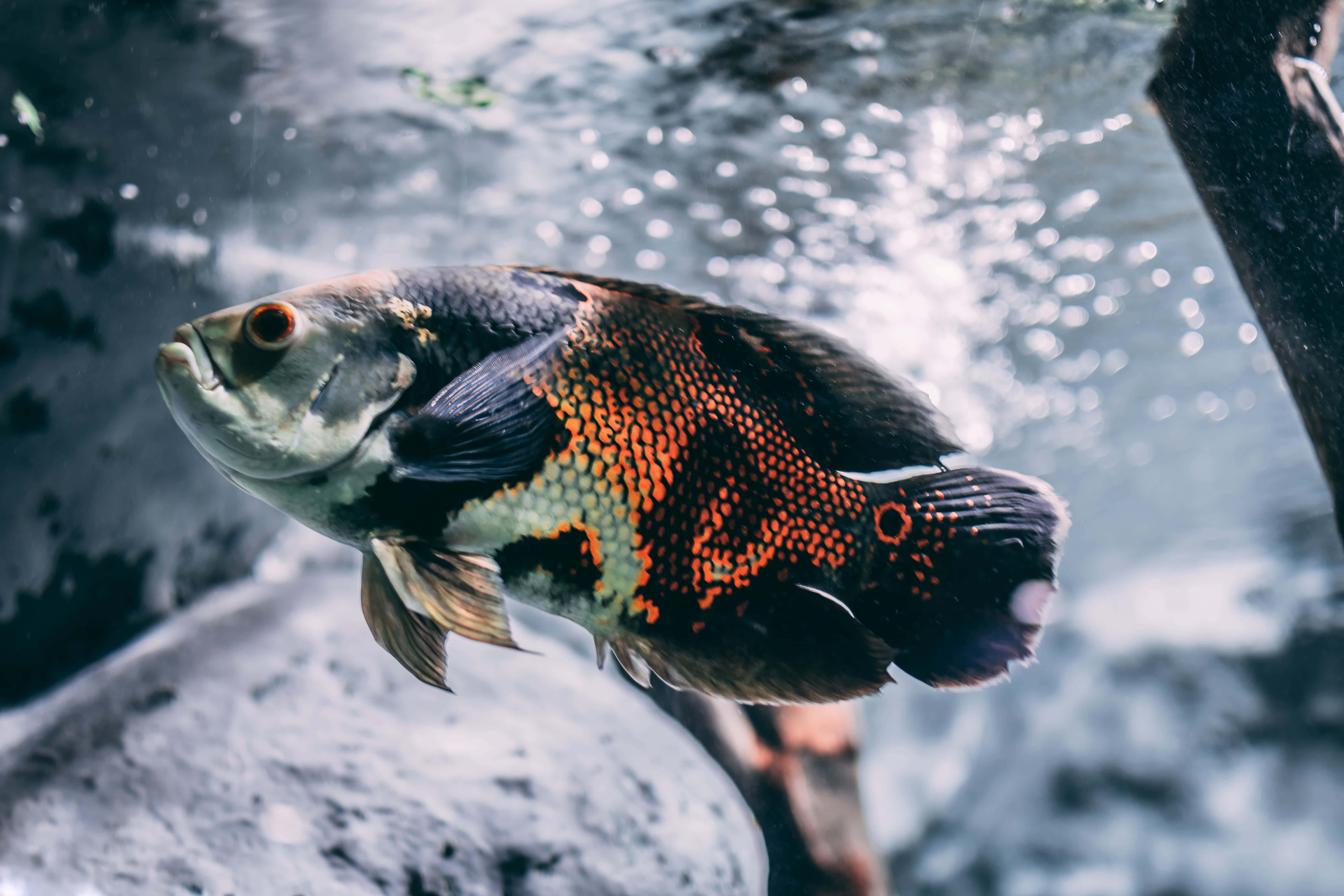 Aquarium 桌布 壁紙 — 一條充滿活力的橙色和黑色圖案魚在岩石和氣泡附近的清澈水中優雅地游動。