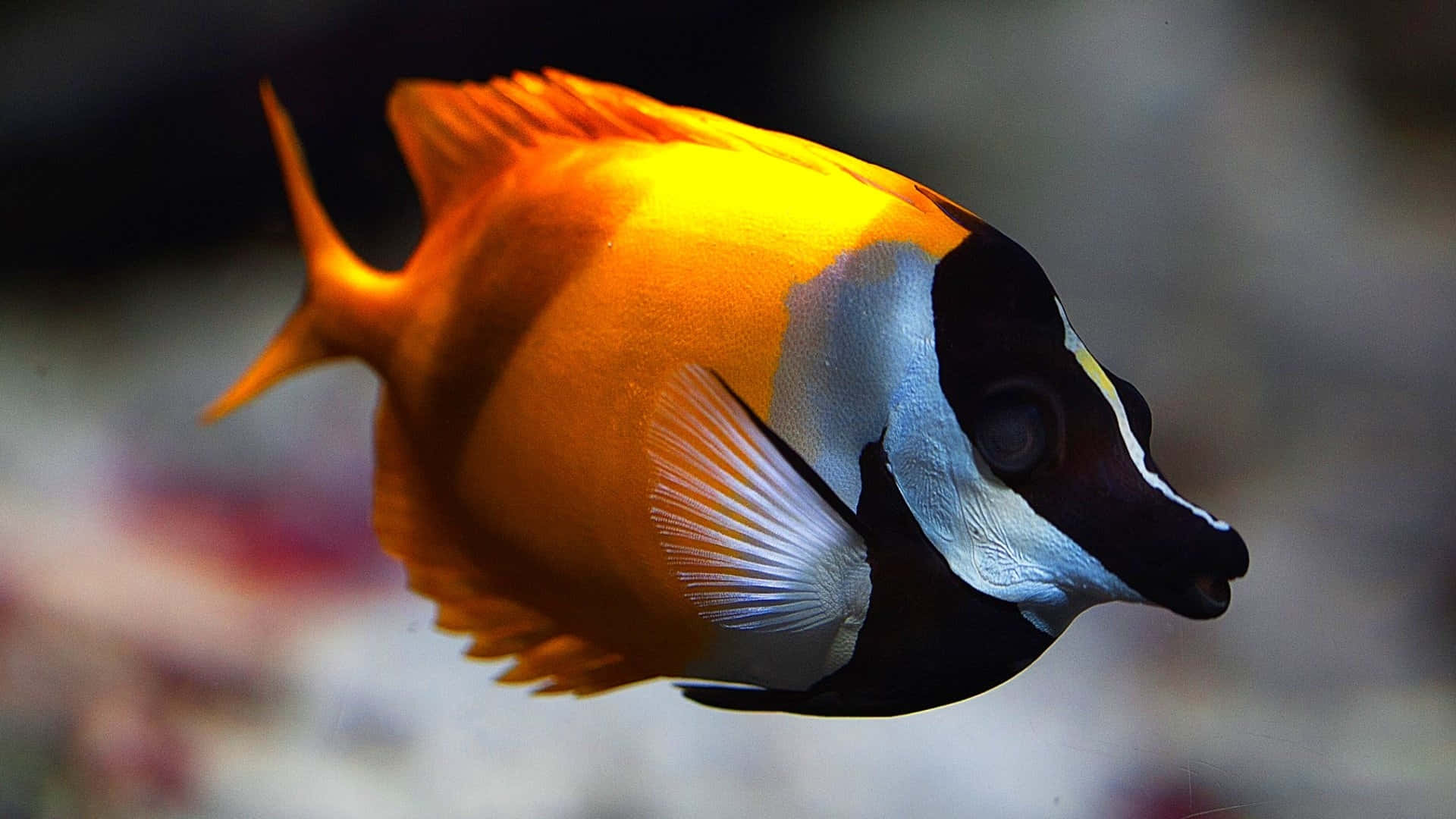 魚 桌布 壁紙 — 一條充滿活力的橙色和黑色熱帶魚，在柔和模糊的水下場景中優雅地游動。