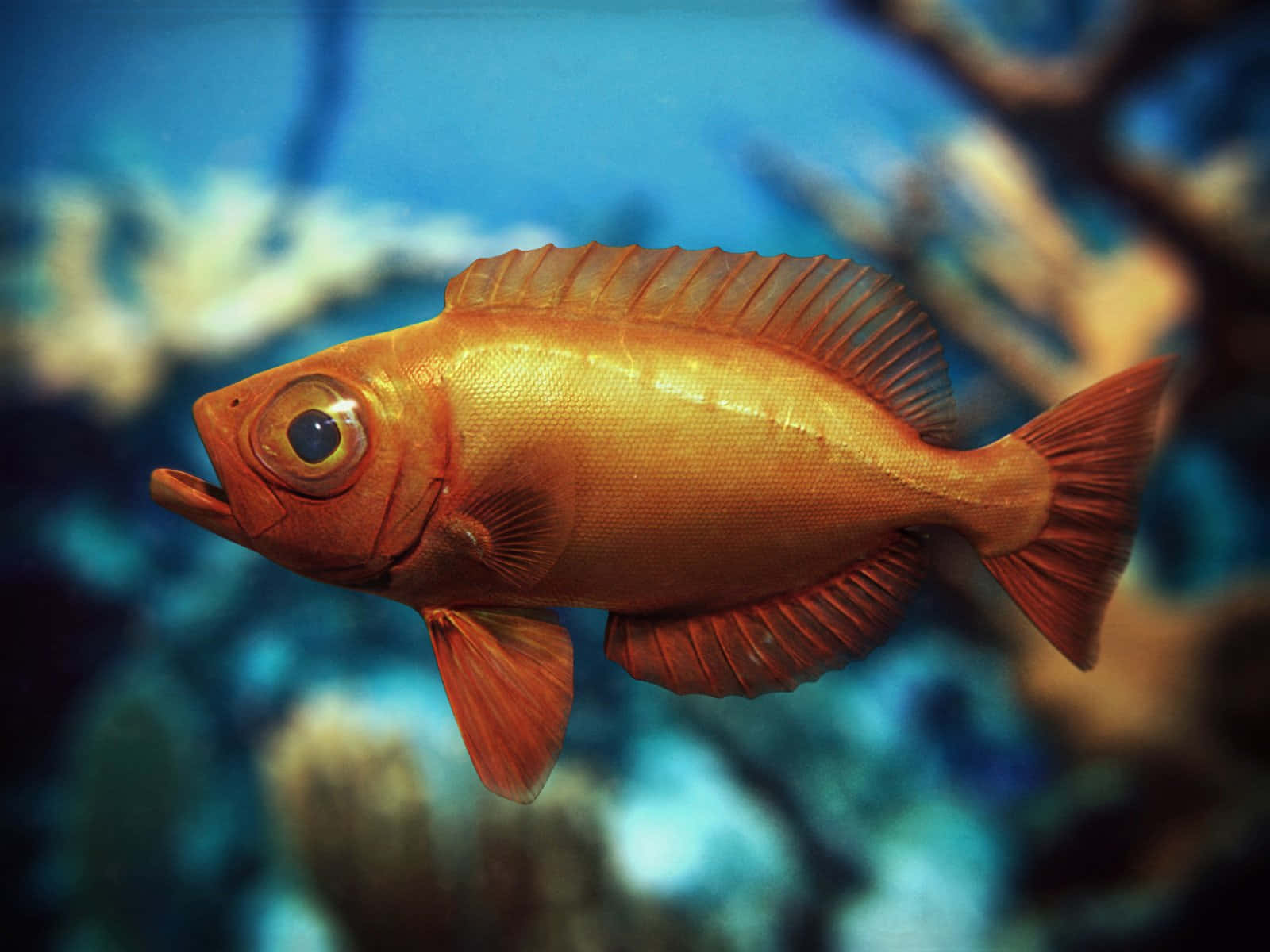 動物 桌布 壁紙 — 一條充滿活力的橙色大眼魚在藍色水下場景中滑行，珊瑚處於柔和焦點。