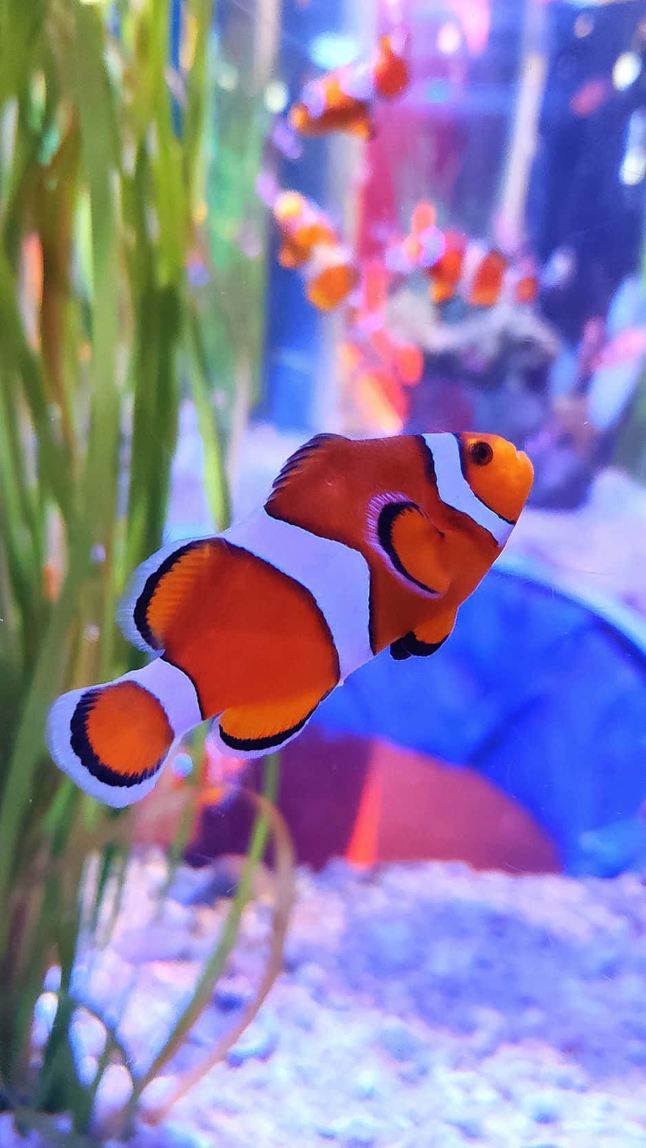 魚 桌布 壁紙 — 一條充滿活力的橙色小丑魚帶有白色條紋，在色彩繽紛的水族箱中優雅地游近綠色海藻。