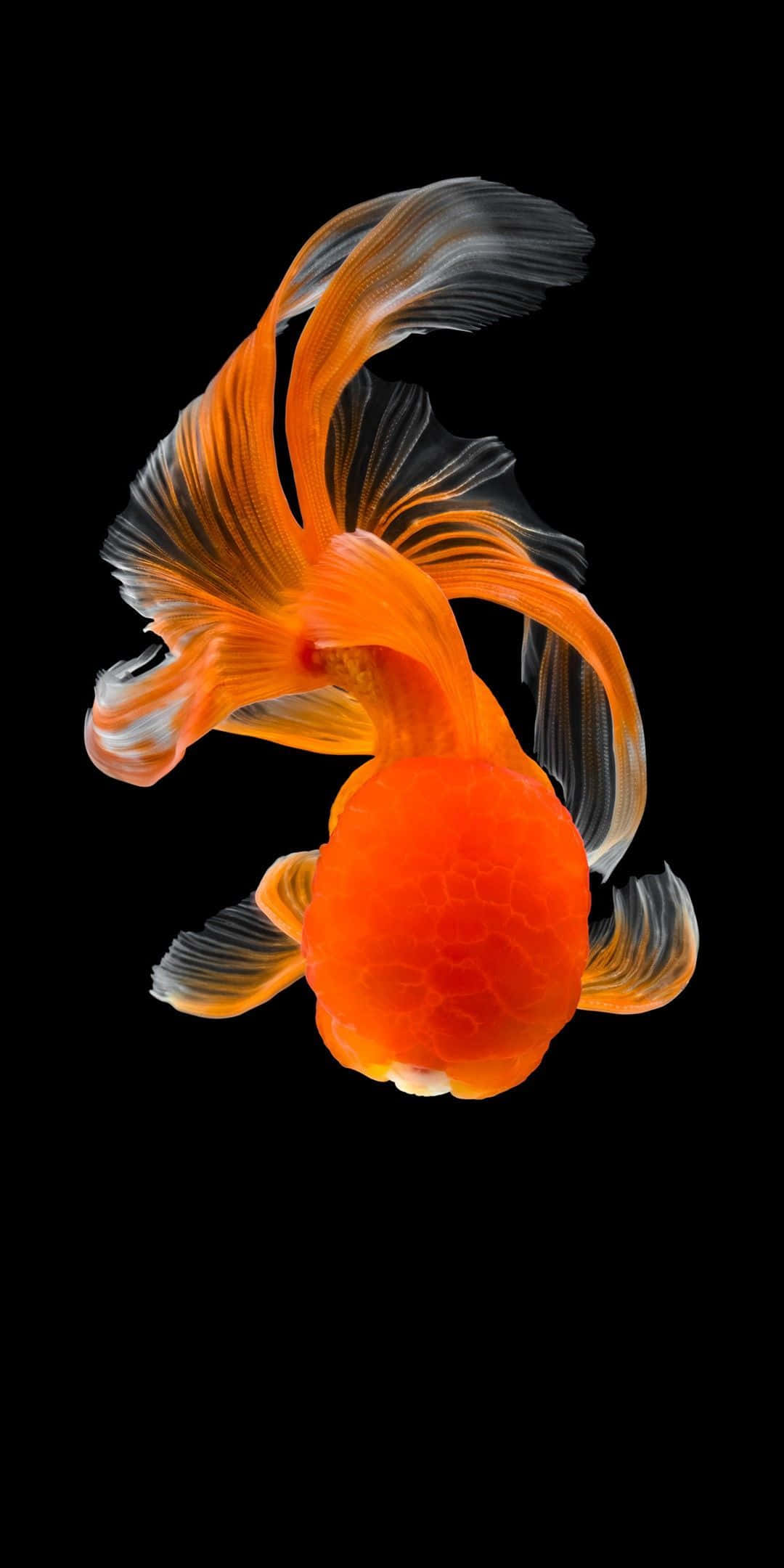 Pixel 3 Fish 桌布 壁紙 — 一條充滿活力的橙色觀賞金魚，帶有流動的半透明魚鰭，在純黑色背景前優雅地滑行。