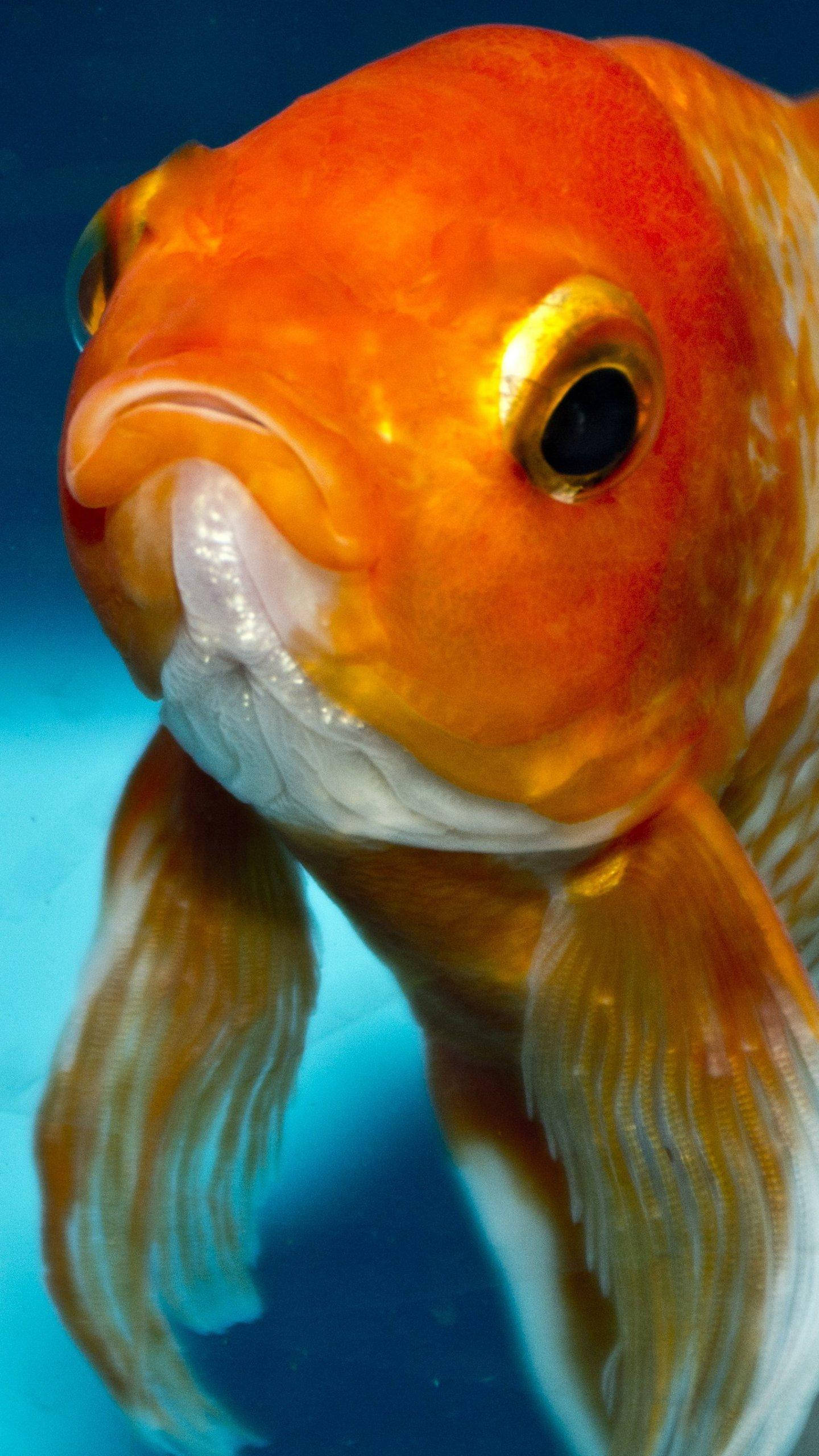 Goldfish 桌布 壁紙 — 一條充滿活力的橙色金魚，帶有流動的魚鰭，在清澈的藍色水中游泳的特寫。