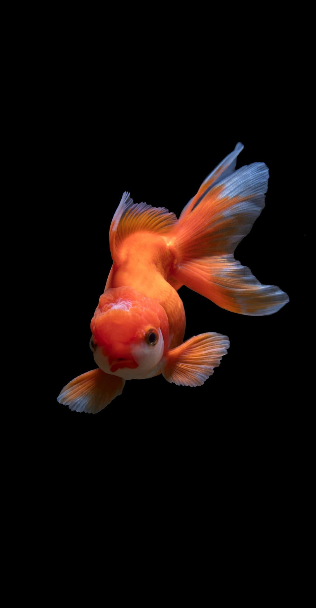 Pixel 3 Fish 桌布 壁紙 — 一條充滿活力的橙色金魚，擁有流動的魚鰭，在純黑色背景下優雅地游動。