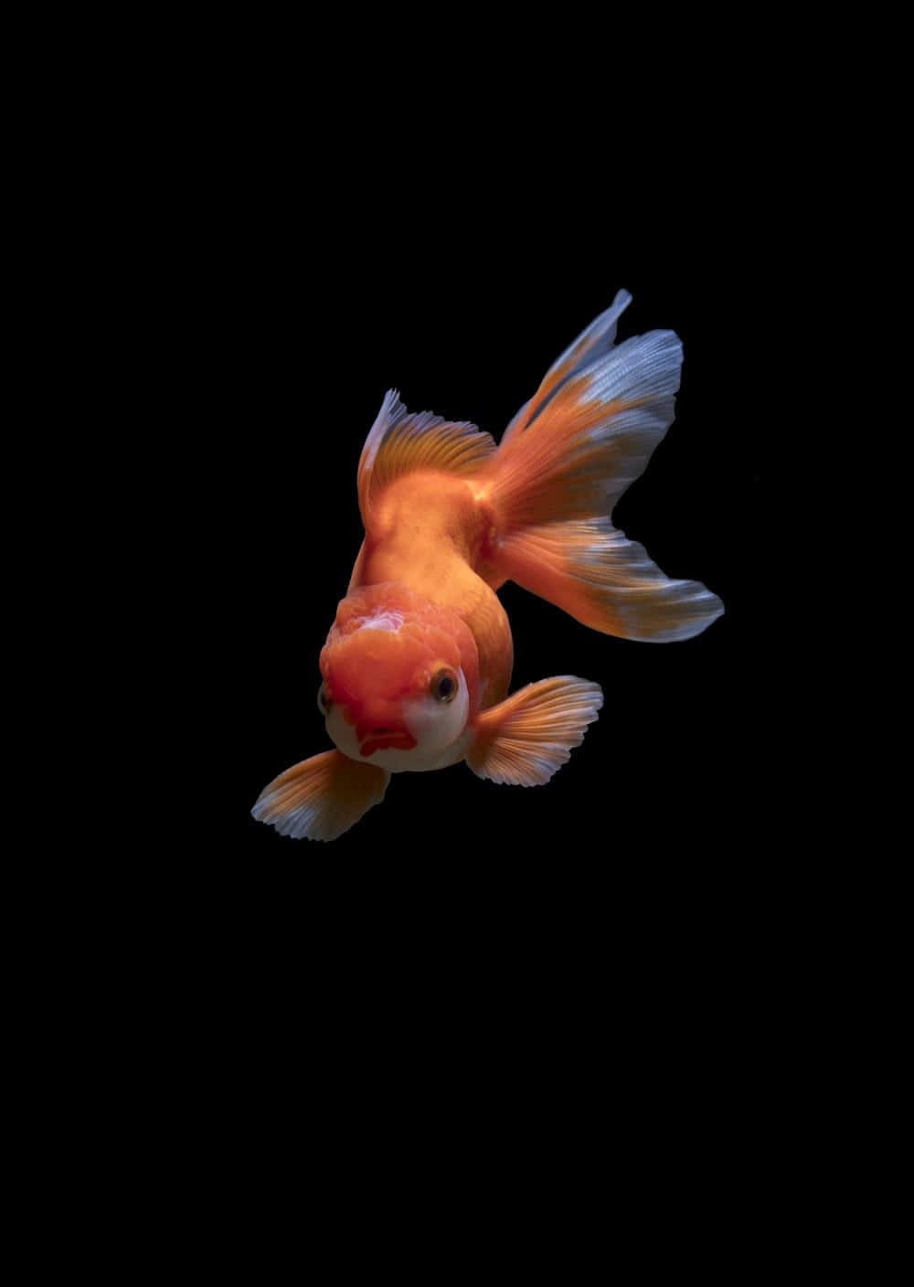 Koi Fish 桌布 壁紙 — 一條充滿活力的橙色金魚，擺動著流暢的魚鰭，在純黑背景中優雅地游動。