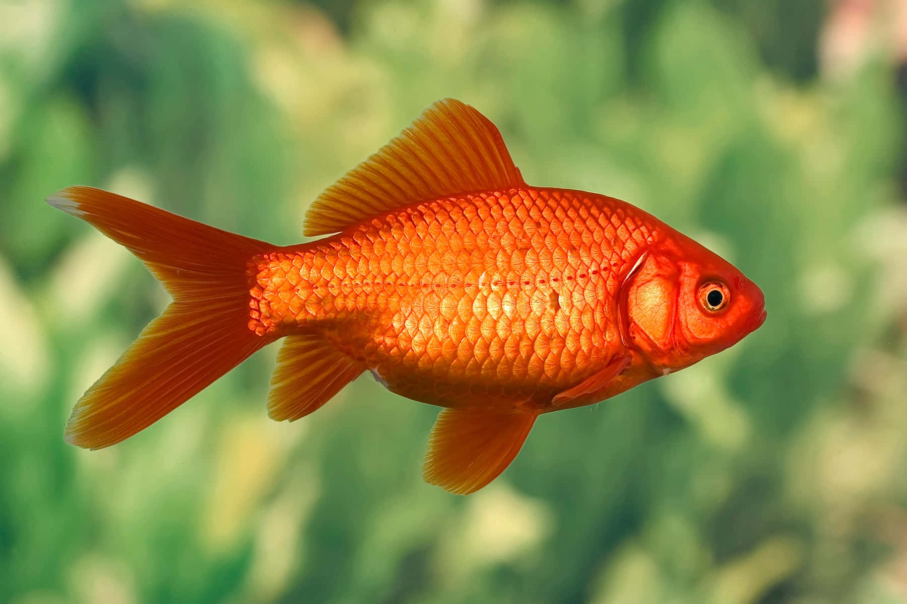金魚 桌布 壁紙 — 一條充滿活力的橙色金魚在柔和的綠色模糊水底背景中優雅地游動。
