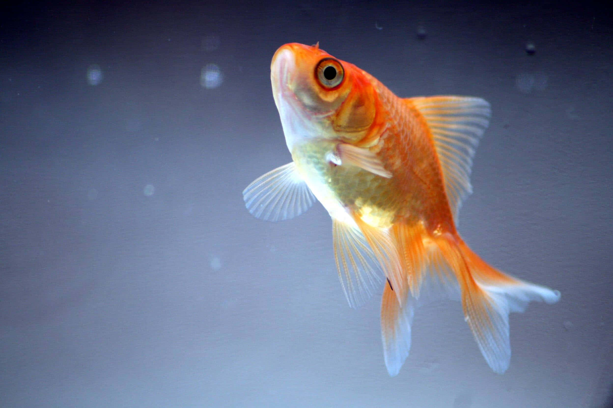 金魚 桌布 壁紙 — 一條充滿活力的橙色金魚在清澈的水中優雅地游動，周圍漂浮著柔和的散景氣泡。