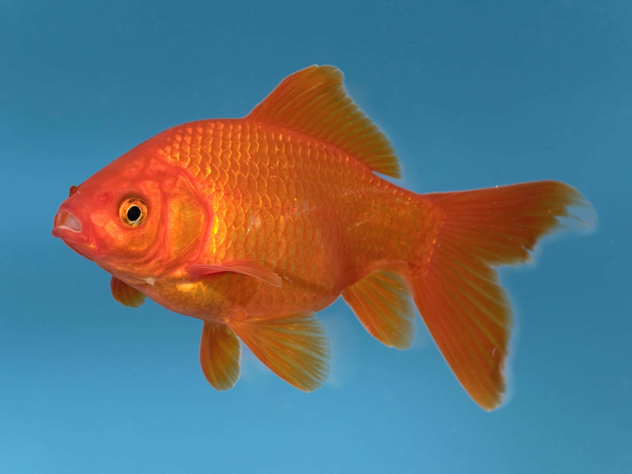 Goldfish 桌布 壁紙 — 一條充滿活力的橙色金魚在純藍色背景上優雅地游動，帶有細緻的鱗片和流暢的魚鰭。