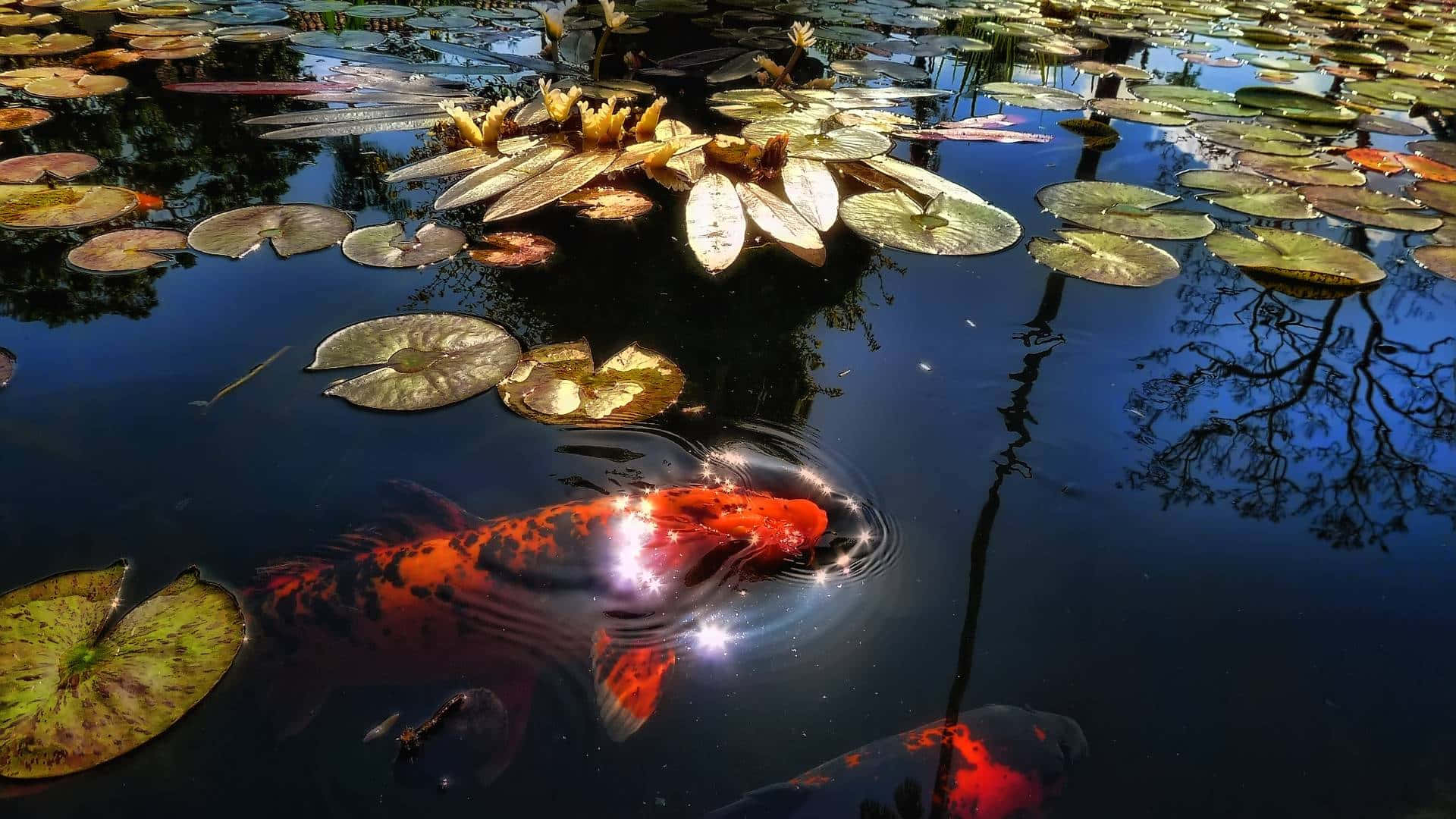 Koi Fish 桌布 壁紙 — 一條充滿活力的橙色錦鯉在陽光普照的池塘中，在睡蓮葉下滑行，池塘倒映著金色的花朵和深色的樹木剪影。