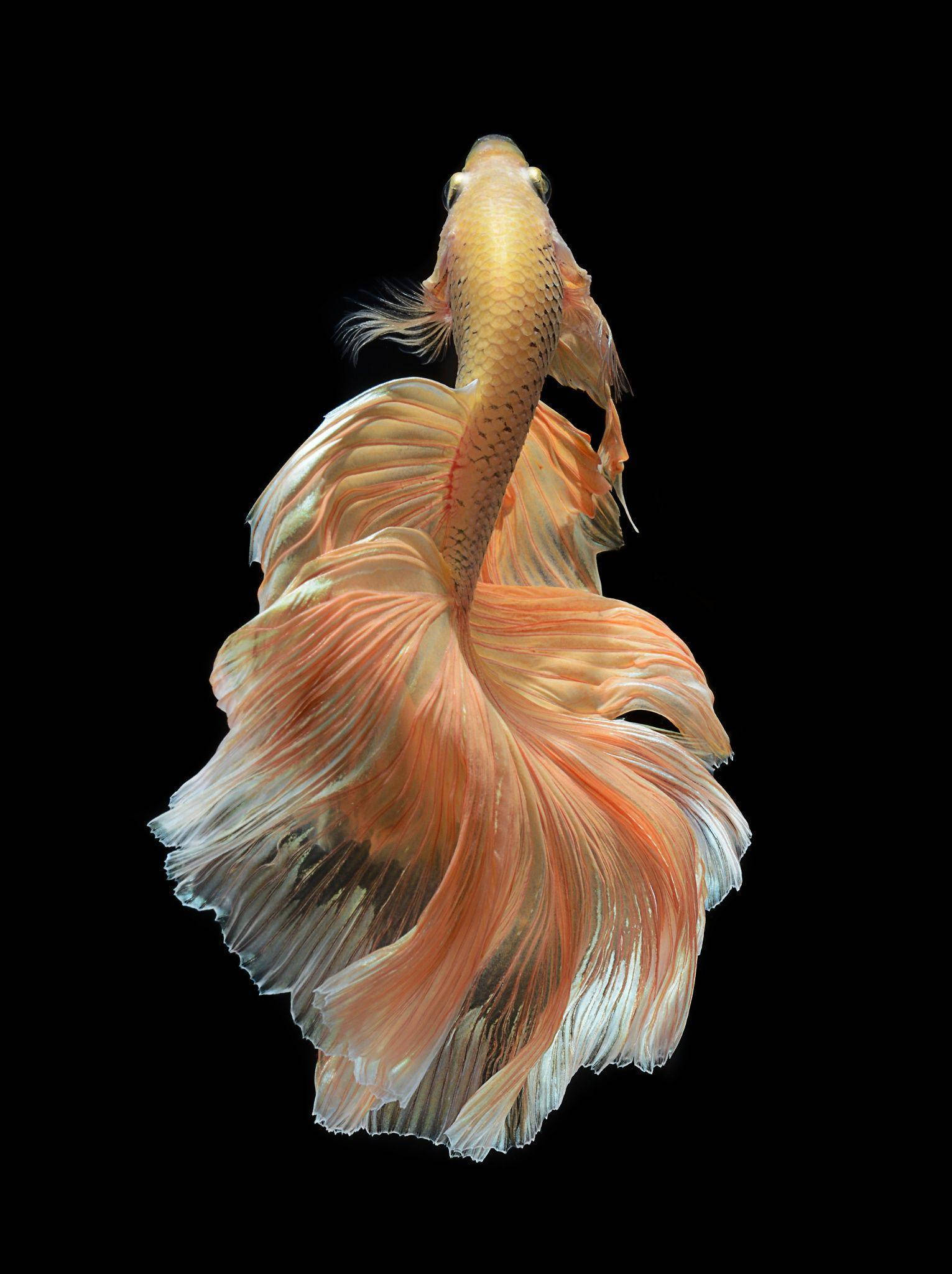 魚 桌布 壁紙 — 一條充滿活力的橙色鬥魚，帶有流動的魚鰭，在純黑背景下向上游動。