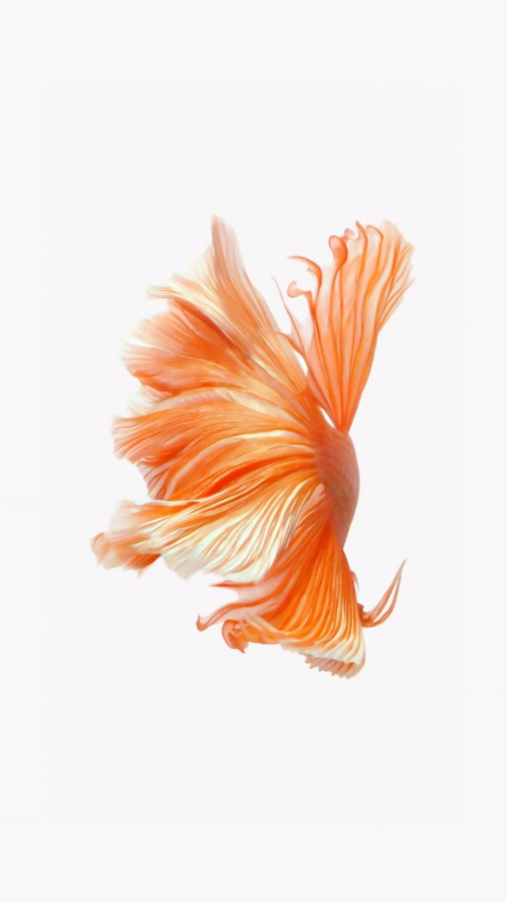 擁有流暢魚鰭的橙色鬥魚在清澈的水中游動。 — 魚 GIF 壁紙