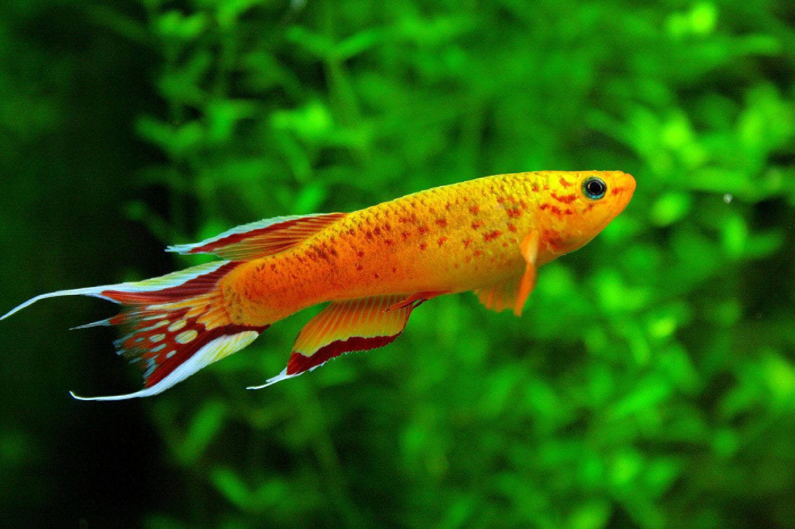 酷魚 桌布 壁紙 — 一條充滿活力的橙色魚，帶有紅色和白色的魚鰭，優雅地游過茂密的綠色水生植物。