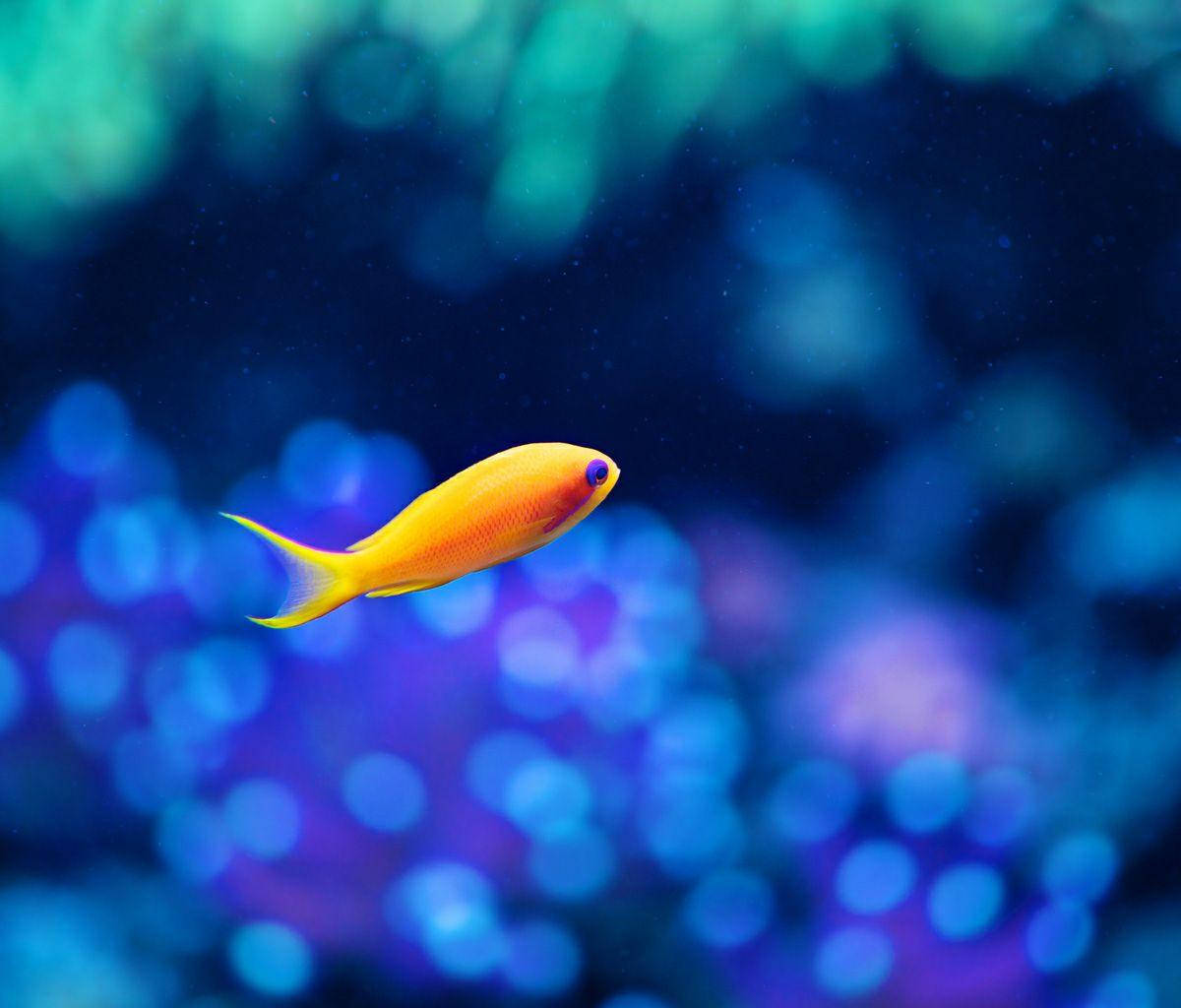 水下動畫 桌布 壁紙 — 一條充滿活力的橙色魚在深藍色水中滑行，背景有發光的珊瑚散景。