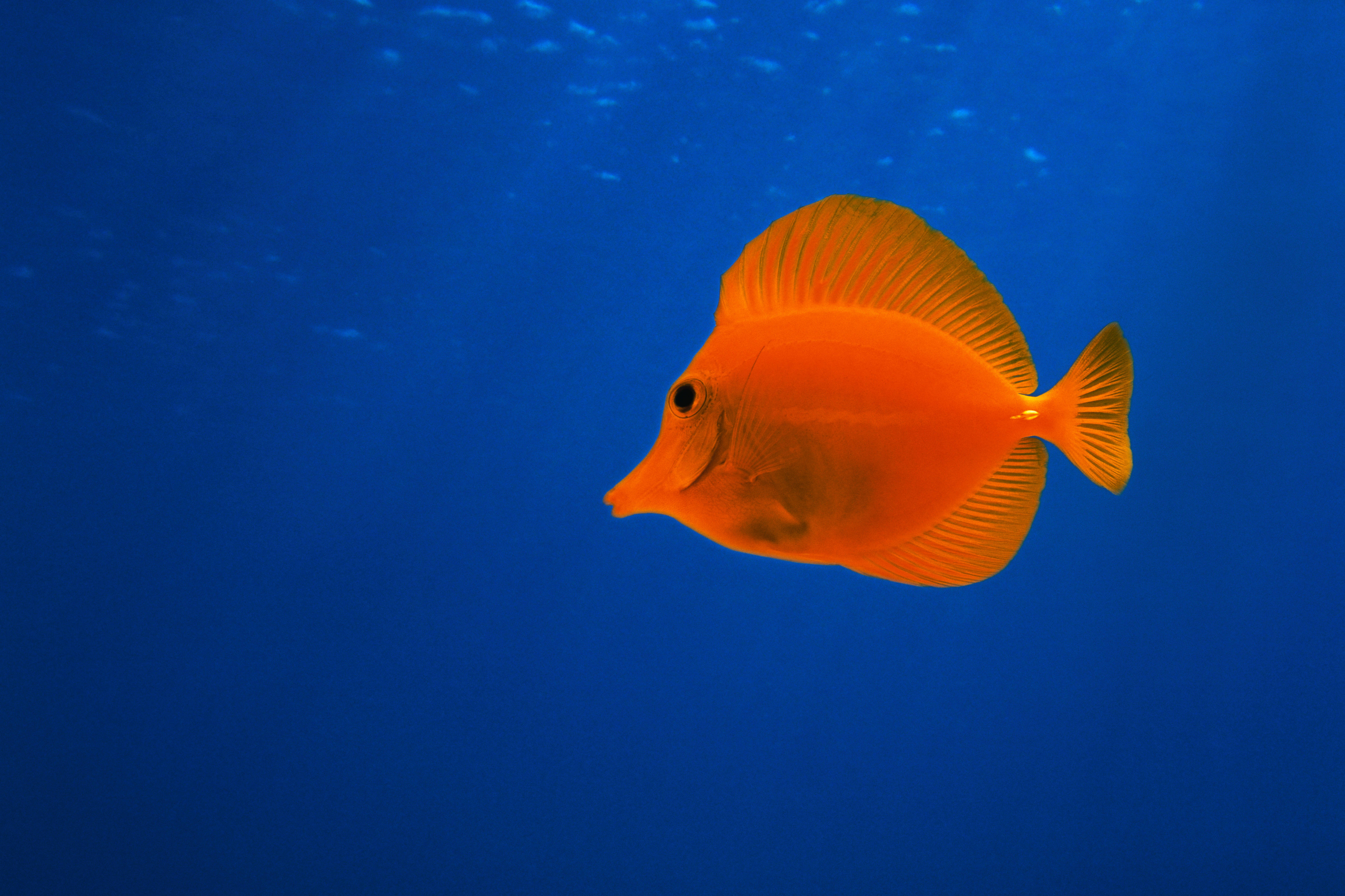 魚 桌布 壁紙 — 一條充滿活力的橙色魚在深藍色的海水中優雅地滑行，陽光從上方過濾而下。