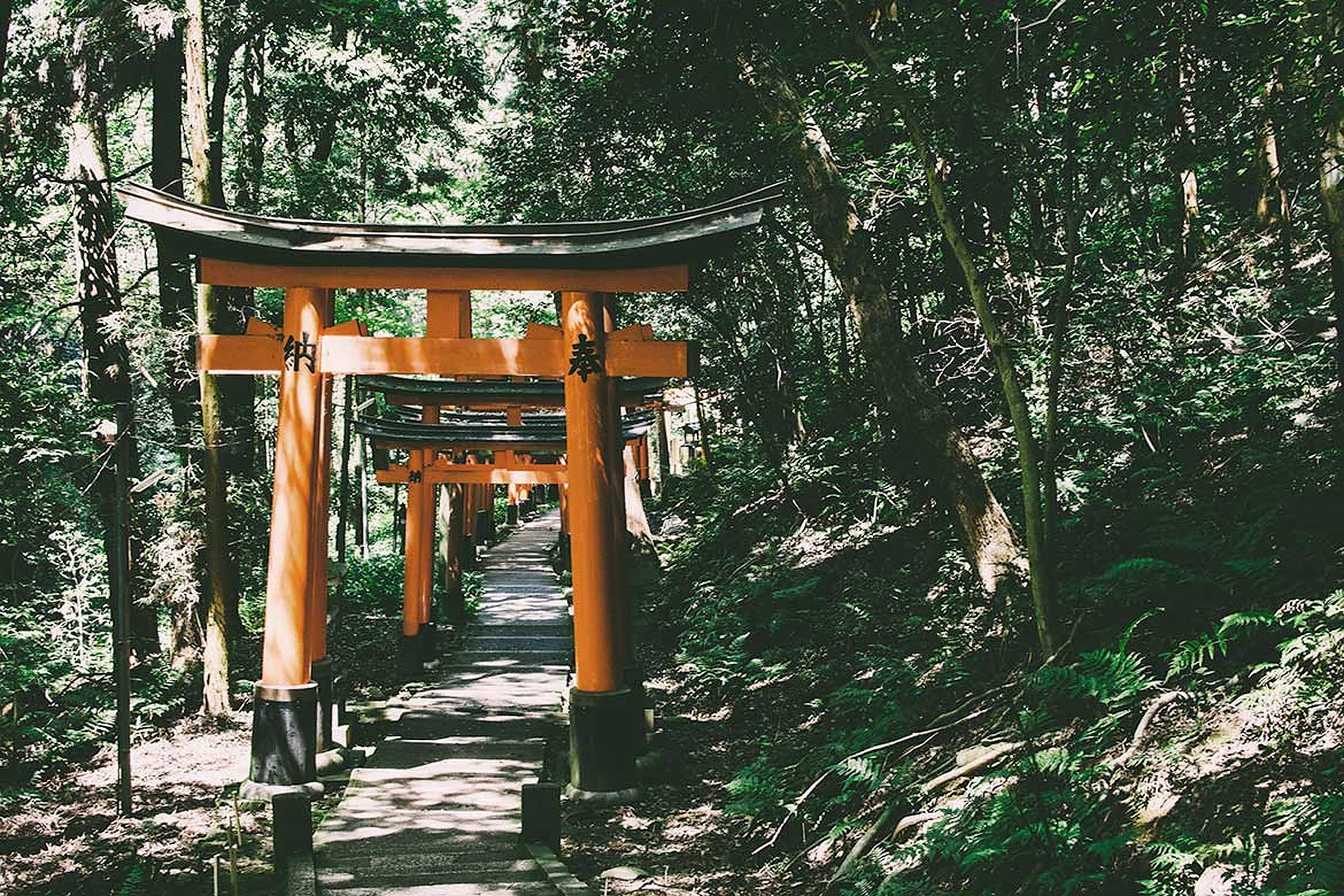 Torii 桌布 壁紙 — 一條充滿活力的橙色鳥居小徑蜿蜒穿過茂密的綠色森林，斑駁的陽光穿過樹木灑落下來。