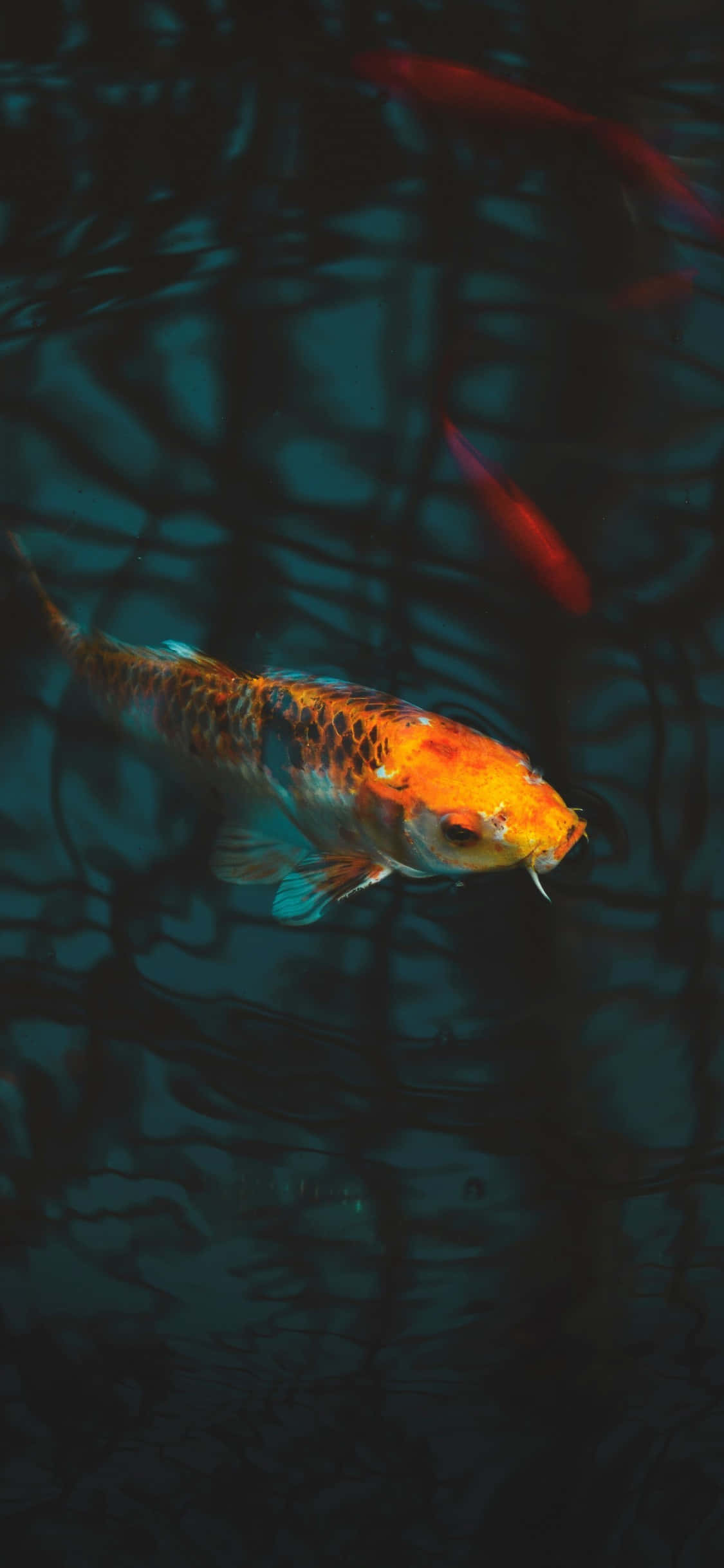 Aquarium iPhone 桌布 壁紙 — 一條充滿活力的橙黑色錦鯉在深藍綠色水中優雅游動，水面泛起漣漪倒影。