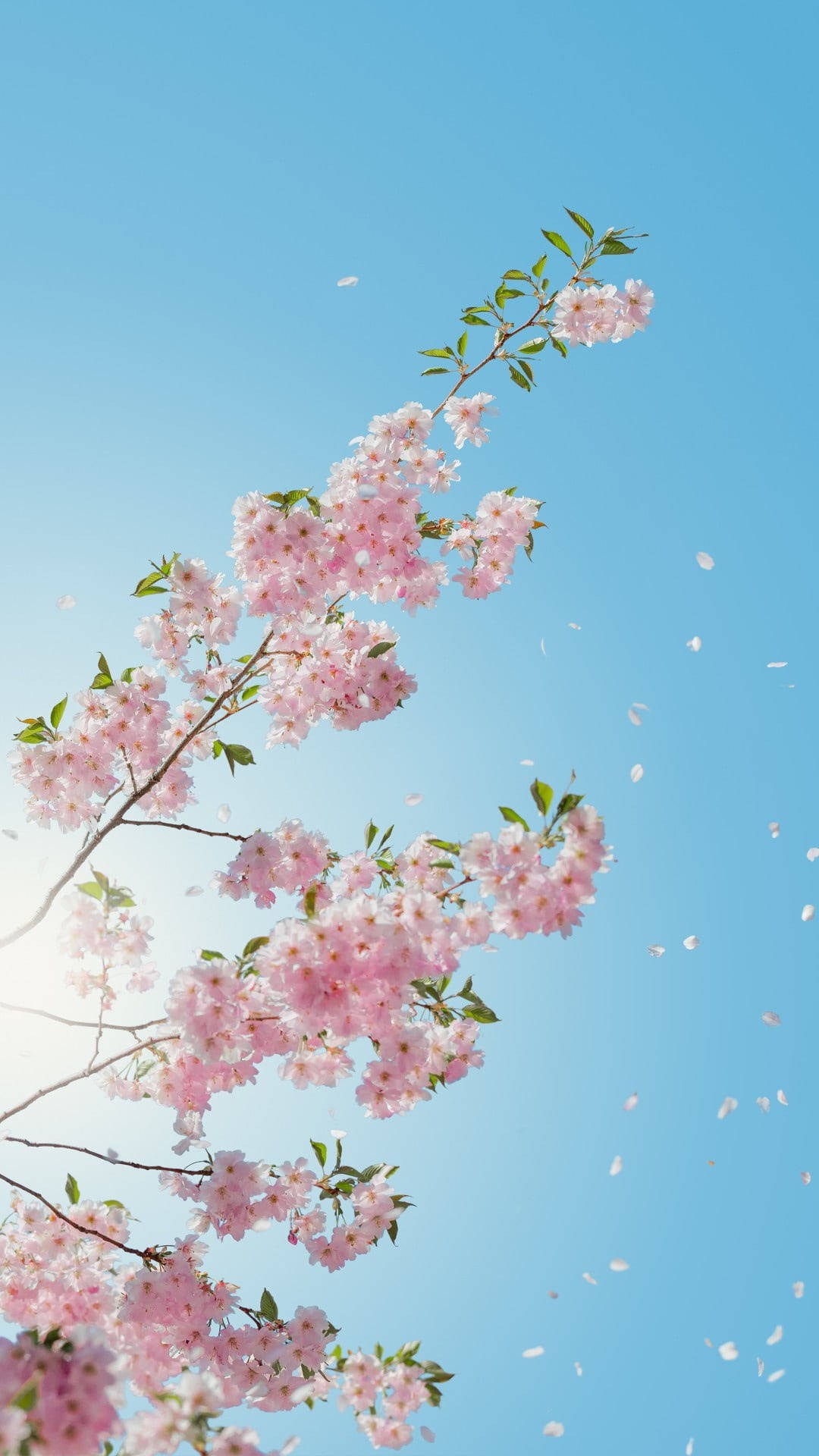 櫻花 桌布 壁紙 — 一條充滿活力的櫻花枝條在清澈的藍天下彎曲，柔軟的花瓣在溫和的春日陽光中飄落。