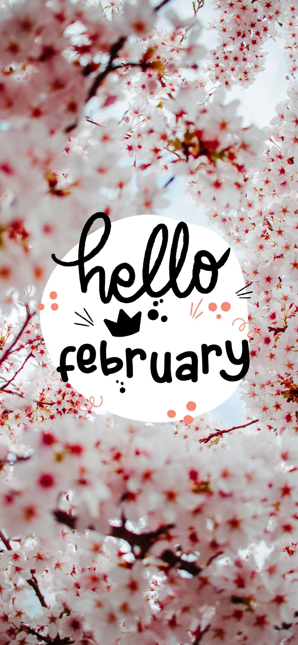 桌布 壁紙 — 一條充滿活力的櫻花枝條框住一個白色圓圈，上面有 'hello february' 文字，背景是明亮的天空。