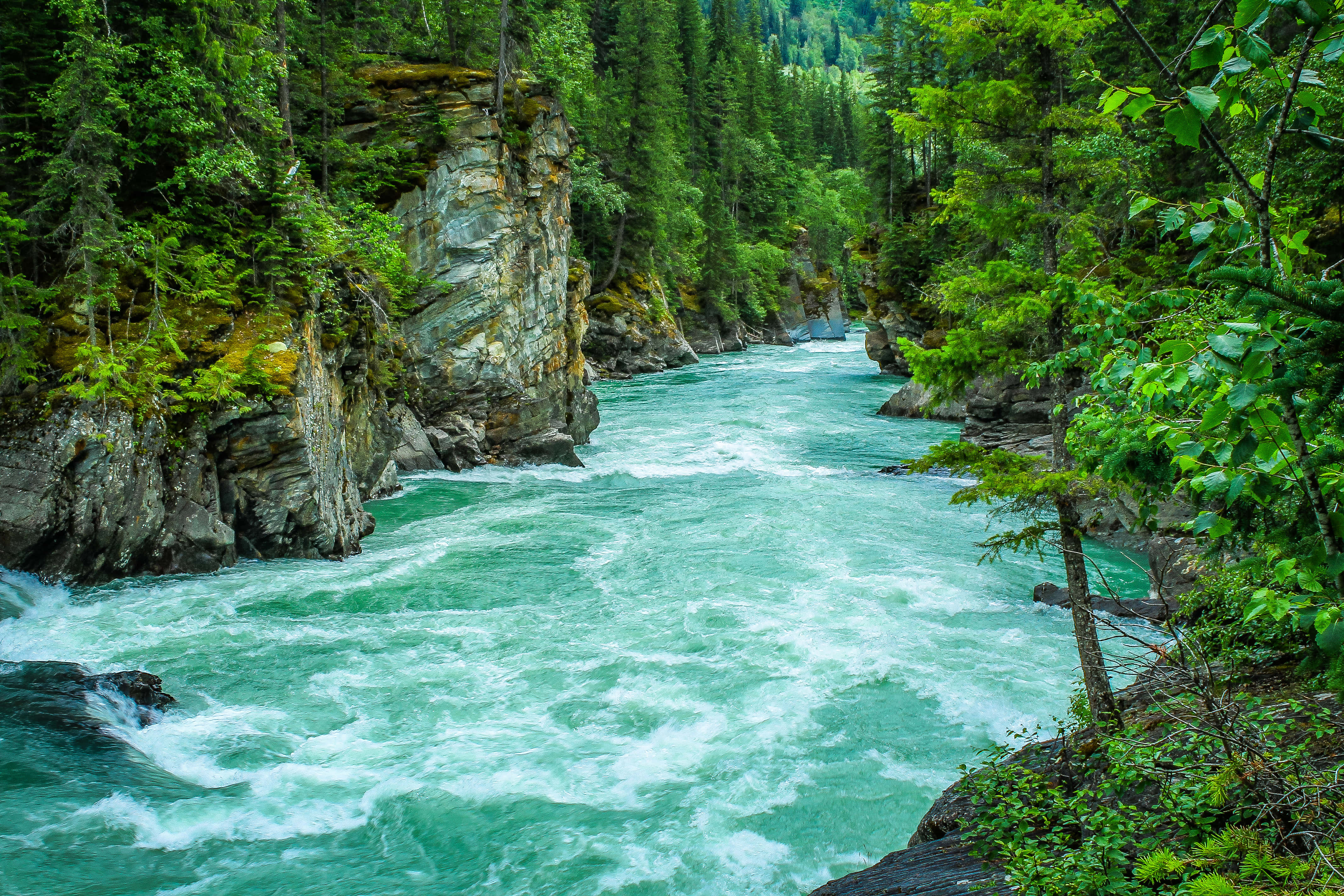 river 桌布 壁紙 — 一條充滿活力的碧綠河流穿過狹窄的森林峽谷，兩旁是長滿苔蘚的岩石懸崖和茂密的常綠樹木。
