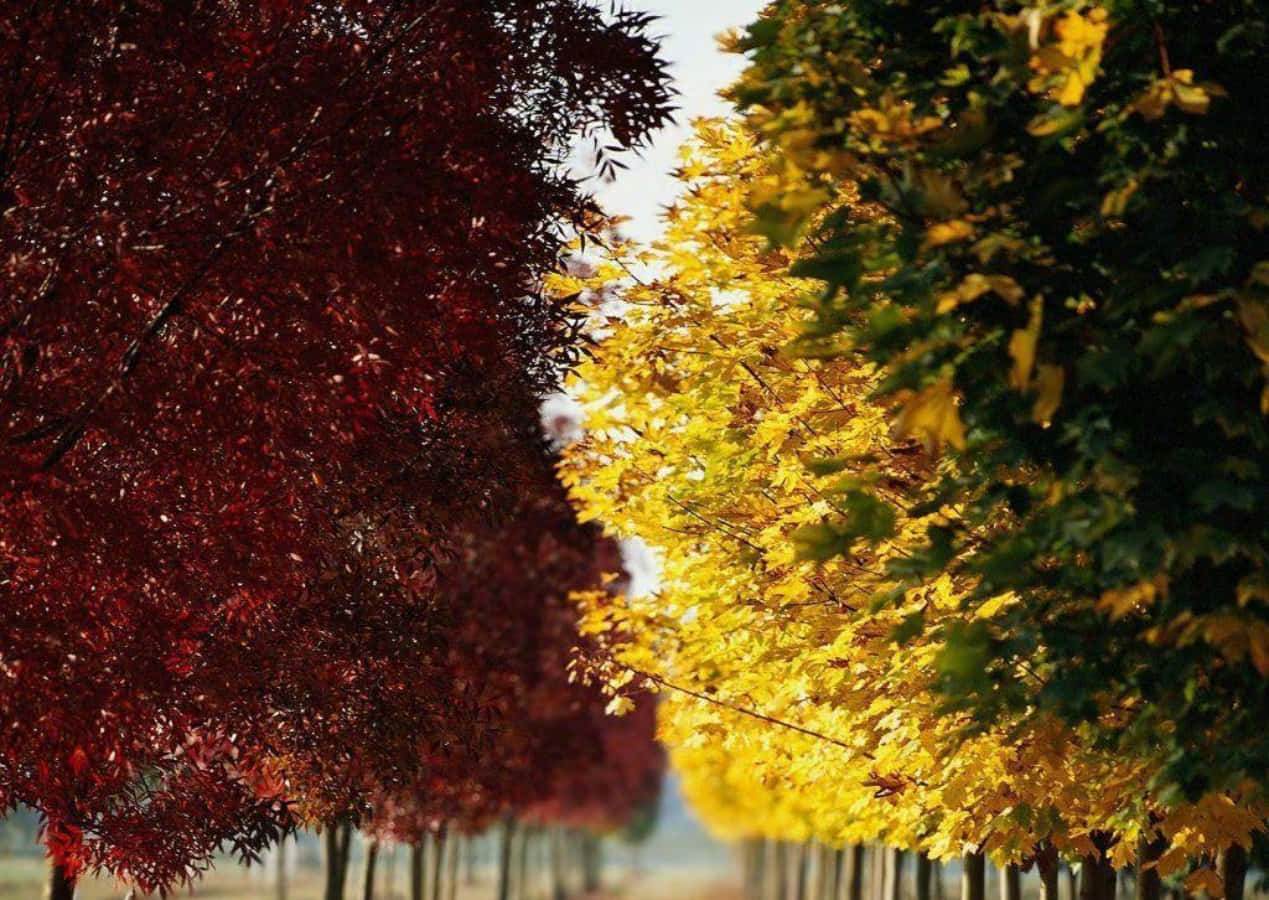 Seasonal 桌布 壁紙 — 一條充滿活力的秋天小徑，兩旁樹木在明亮的日光下展現深紅色和金黃色的樹葉。