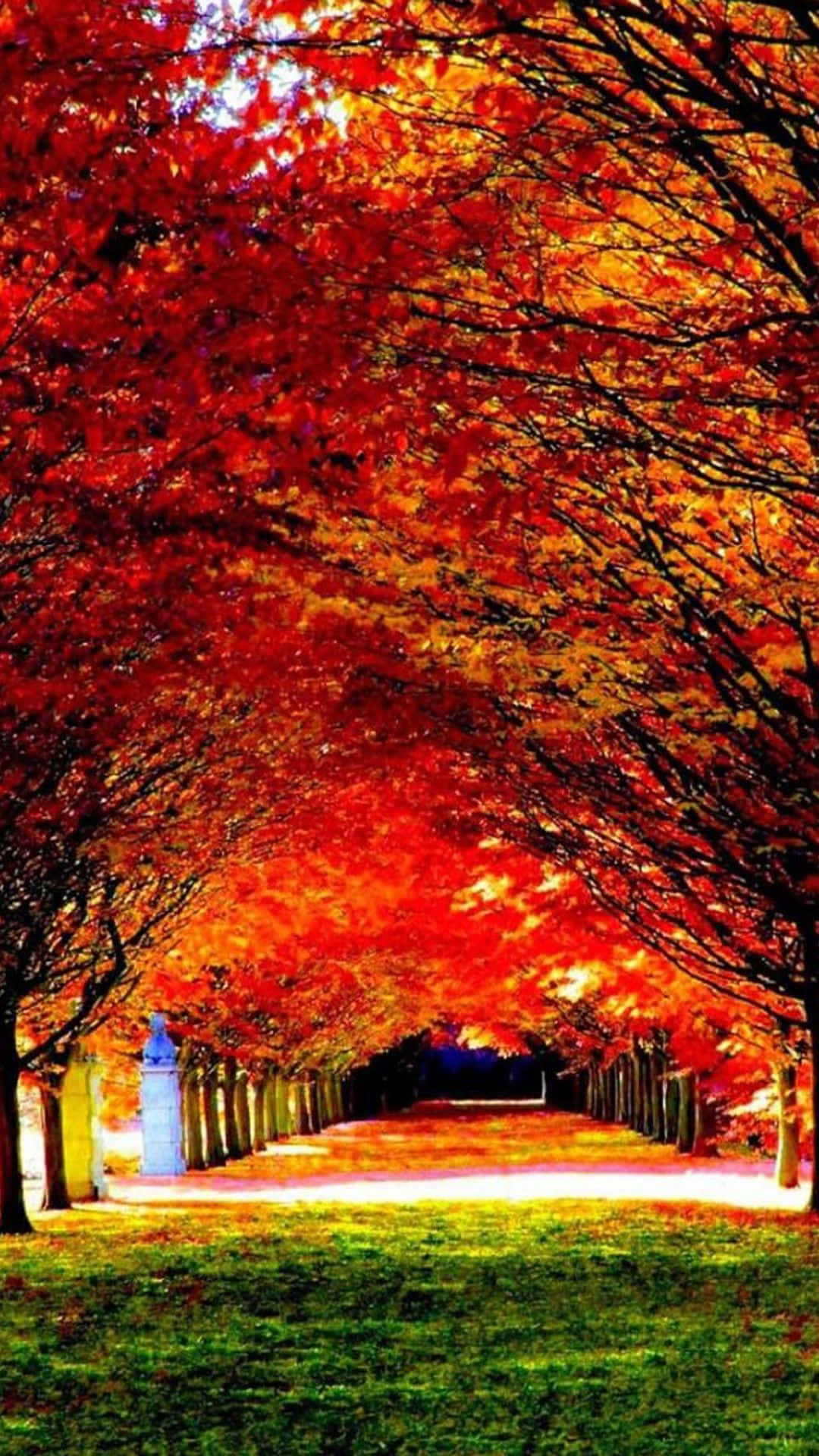 Autumn iPhone 6 Plus 桌布 壁紙 — 一條充滿活力的秋天小徑，兩旁火紅的楓樹在頭頂拱起，形成一條色彩隧道。