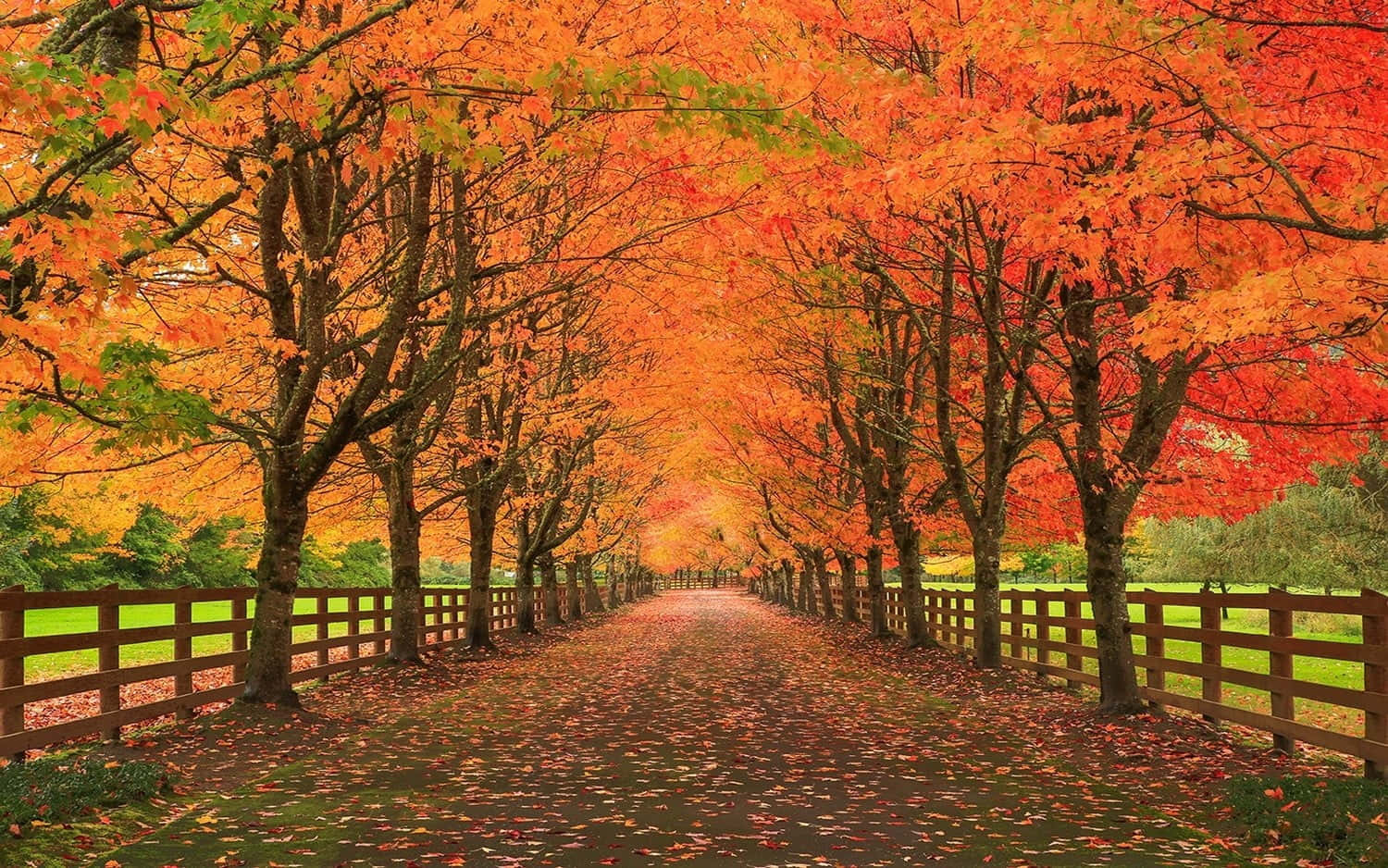 Brown Autumn 桌布 壁紙 — 一條充滿活力的秋天小徑，兩旁火紅的橙色樹木在頭頂拱起，鋪滿落葉。