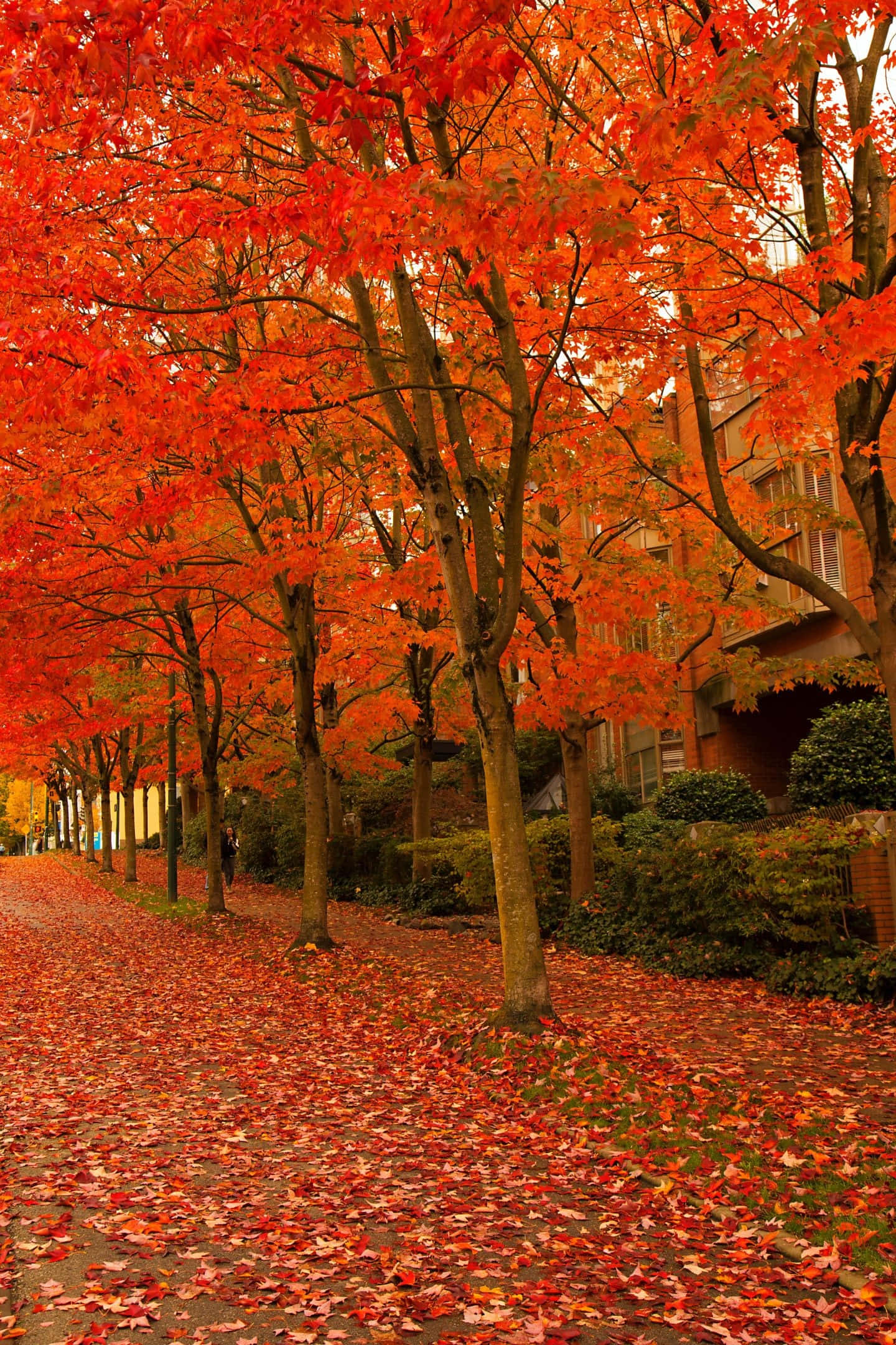 Early Fall 桌布 壁紙 — 一條充滿活力的秋天小徑，兩旁種滿火紅的楓樹，地上鋪滿落葉，在柔和日光下。